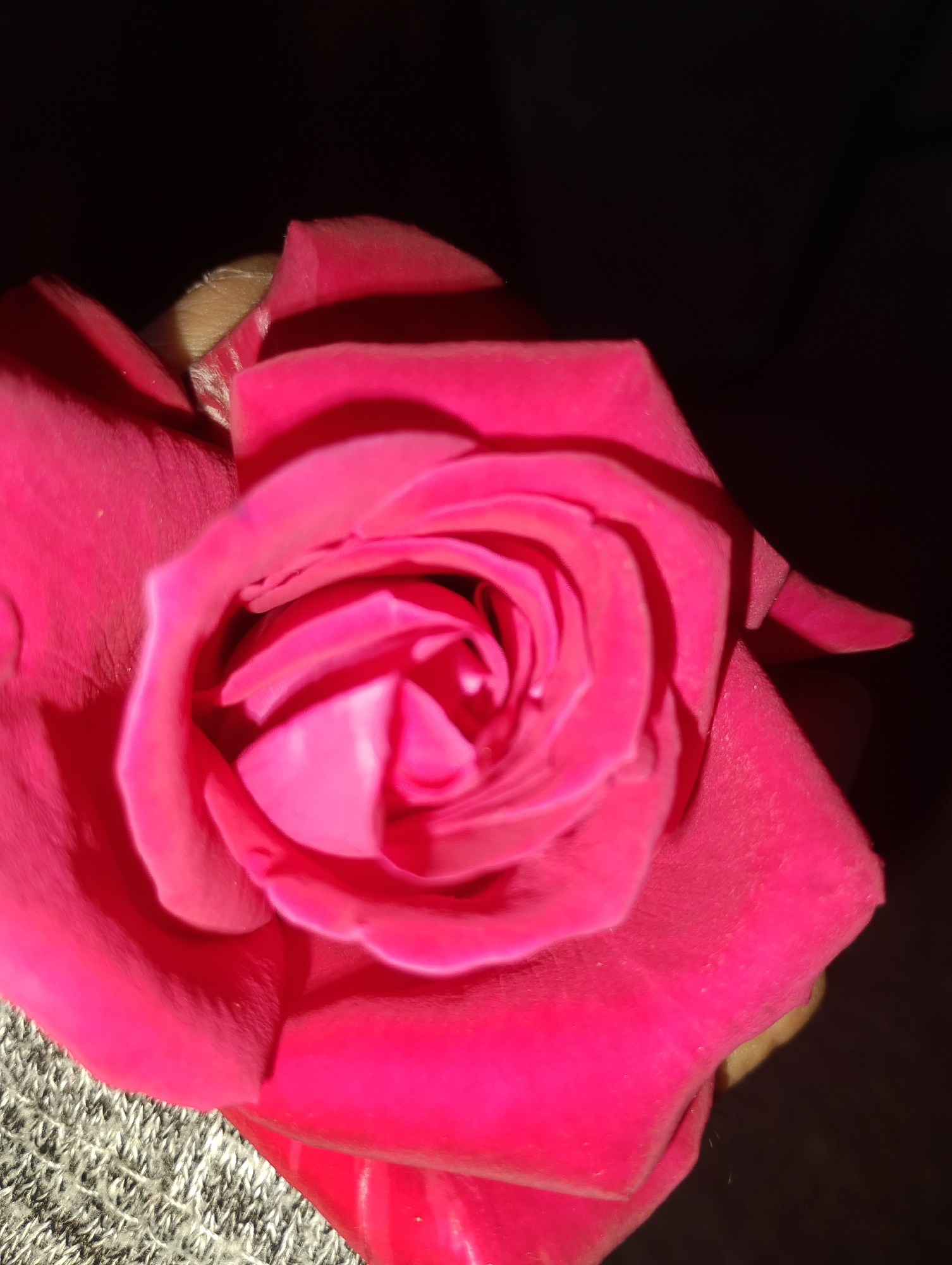 A close-up, overhead shot captures a vibrant, fuchsia-pink rose against a dark, blurred background. The rose is in full bloom, its petals tightly swirled towards the center, with light catching the delicate curves and casting subtle shadows. The texture of the petals is visible, appearing soft and velvety. In the lower left corner, a portion of a gray, textured fabric, possibly a knitted material, is present, peeking out from beneath the rose. The lighting creates a dramatic effect, highlighting the rose's rich color and intricate details while obscuring the surrounding environment.