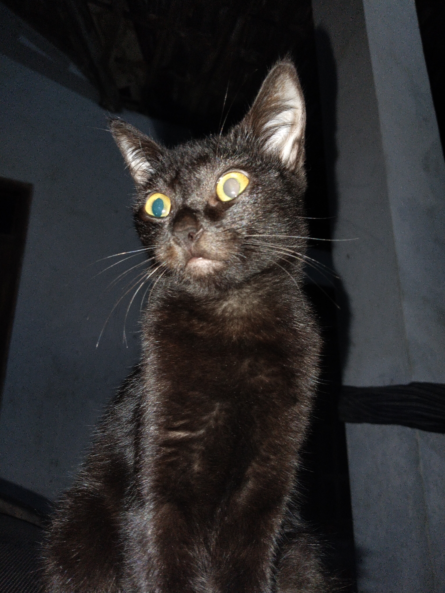 A black cat with yellow eyes is the subject of this image. The cat has a short, sleek coat and its whiskers are prominent. The cat is looking up and slightly to the left. The background is dark and indistinct, but appears to be an interior space, possibly a room with gray walls. There are suggestions of geometric shapes, perhaps the edge of a door frame or wall. The image is dimly lit, creating shadows and emphasizing the cat's features. The location is Unknown, Unknown.