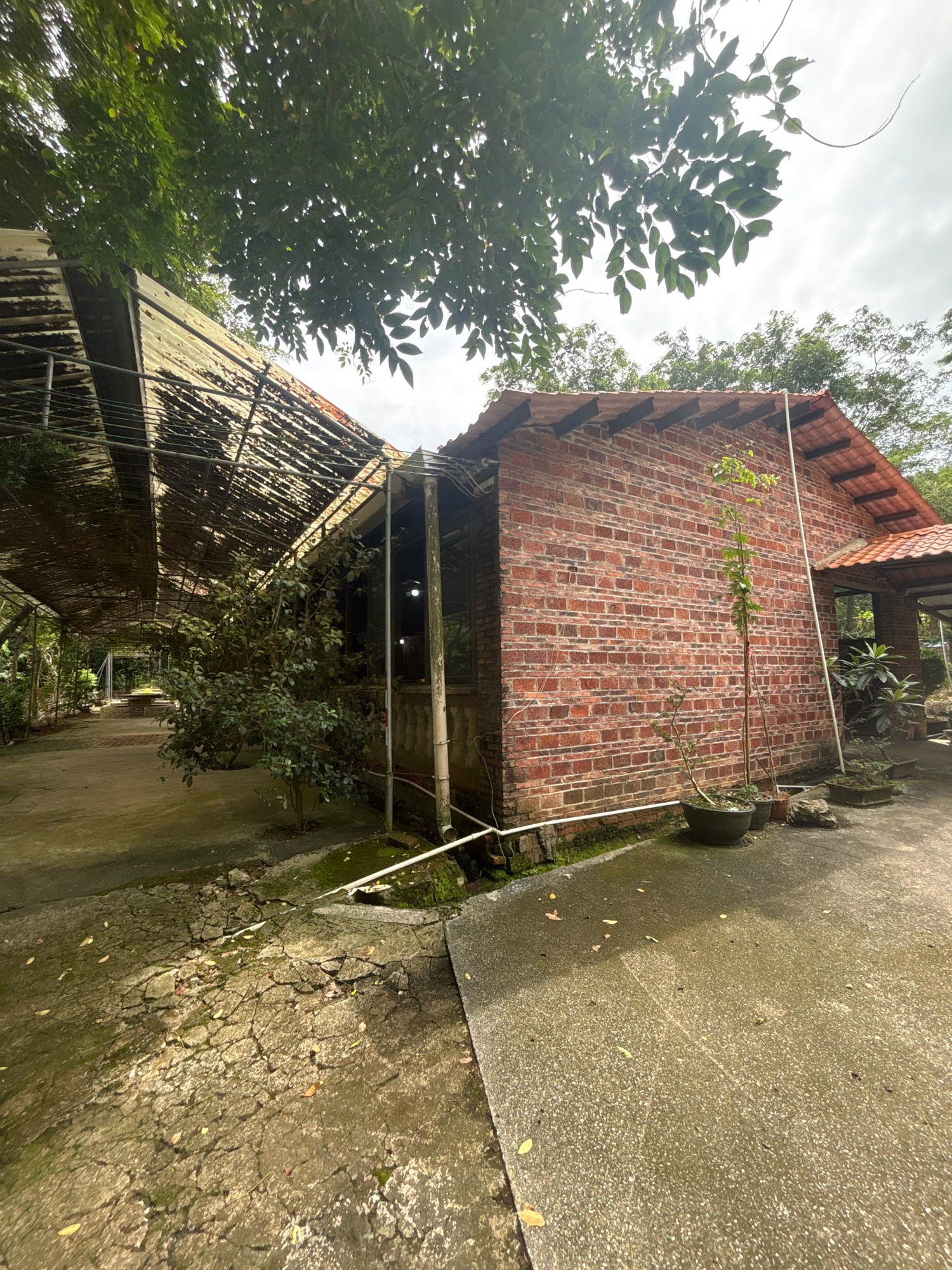 In the city of Sanshui District, China, this outdoor image depicts a rustic, weathered scene with a focus on a brick building and an adjoining covered walkway. The brick building, constructed from reddish-brown bricks, features a terracotta tile roof with visible wooden supports. A tall, slender tree in a dark pot stands to the left of the building. In front of the building, a paved area shows signs of wear and tear, with cracked concrete and scattered leaves.
To the left of the brick building is a long, covered walkway supported by metal beams and poles, with a translucent, corrugated roof that appears aged and somewhat damaged, allowing dappled light to filter through. Several potted plants and trees are situated within this covered area, with a more substantial tree growing in the open space between the walkway and the brick building. The ground within the walkway is paved with concrete, which also shows some signs of cracking and weathering. The overall environment is surrounded by lush green foliage and trees, suggesting a natural or semi-natural setting. The sky above is overcast. There are no people or animals visible in the frame.