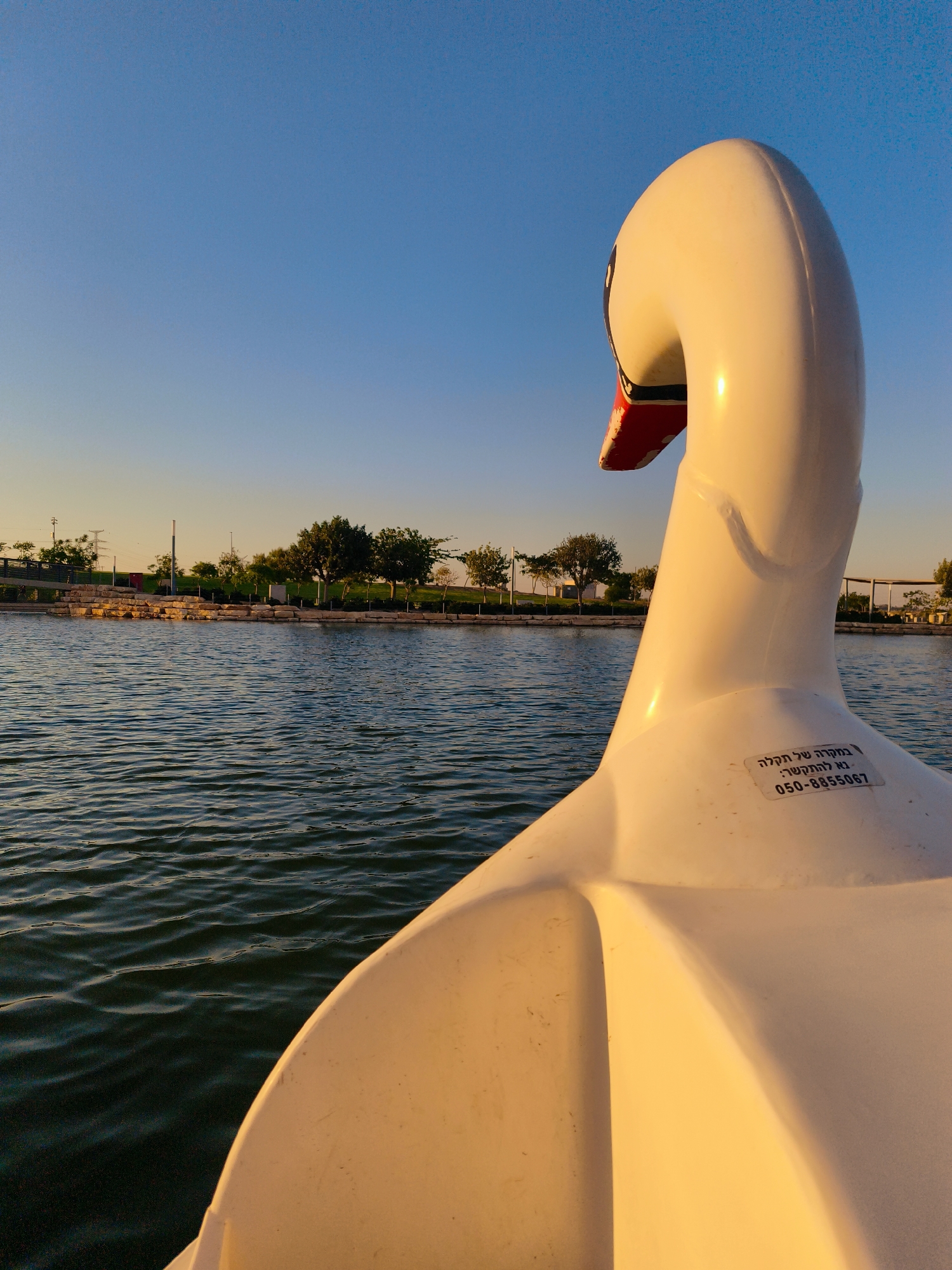 The image shows a swan pedal boat on a lake in Be'er Sheva, Israel, with a clear blue sky overhead. The boat's white head and neck are prominently featured in the foreground, catching the warm light of what appears to be sunset or sunrise. A sticker with Hebrew text and a phone number is visible on the back of the boat's neck. The lake's surface is rippled with greenish-blue water, and the far shore is lined with trees and some low-lying vegetation, suggesting a park or recreational area. In the background, there are some lights and structures, possibly part of the city's infrastructure. The overall scene conveys a sense of calm and natural beauty within an urban setting.