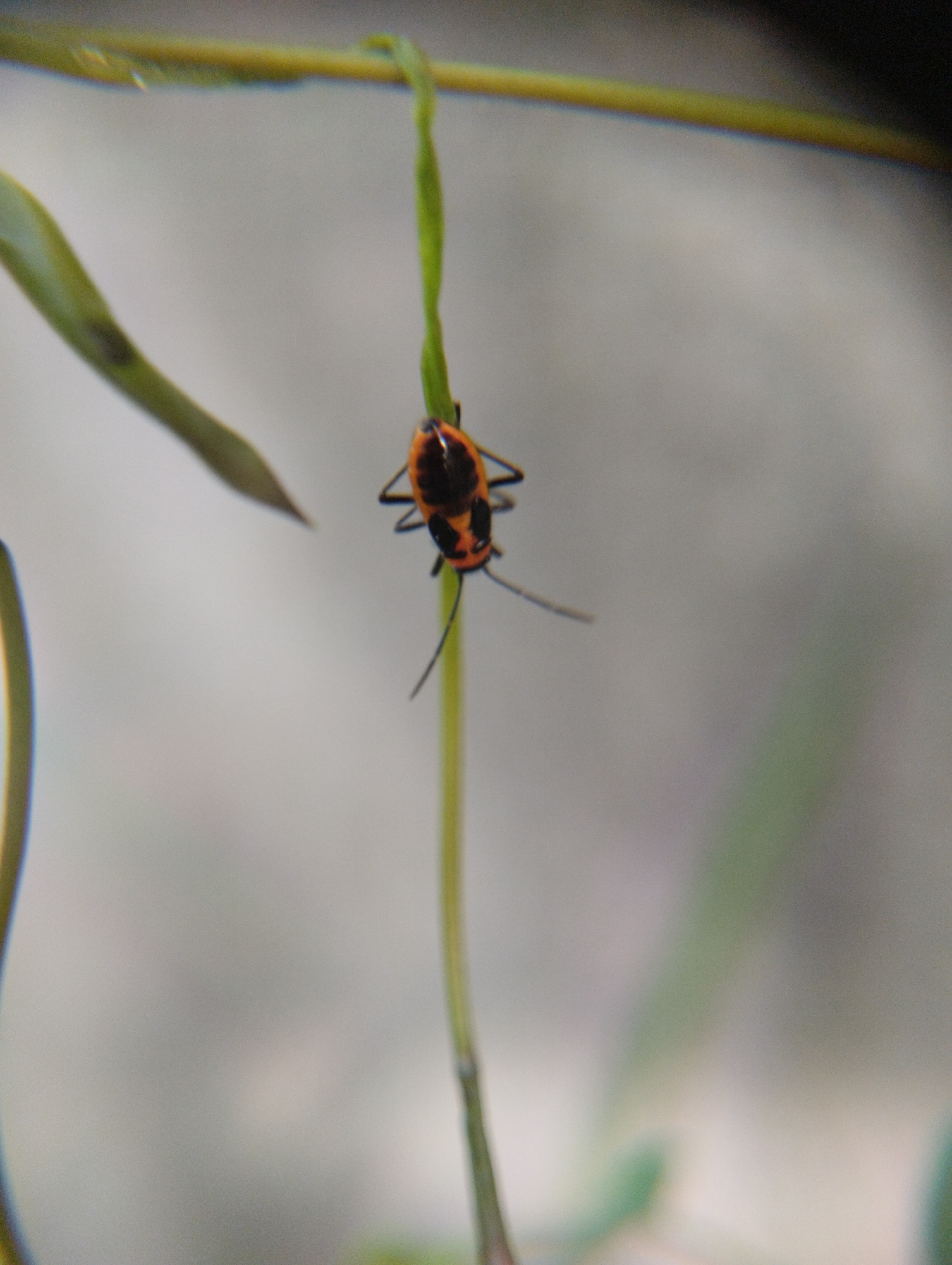 A close-up shot captures a small insect with an orange and black shell perched on a thin green stem. The insect is centrally located and its antennae are visible. The background is softly blurred, showing hints of green and yellow foliage, with a light gray backdrop. The image appears to be taken outdoors.