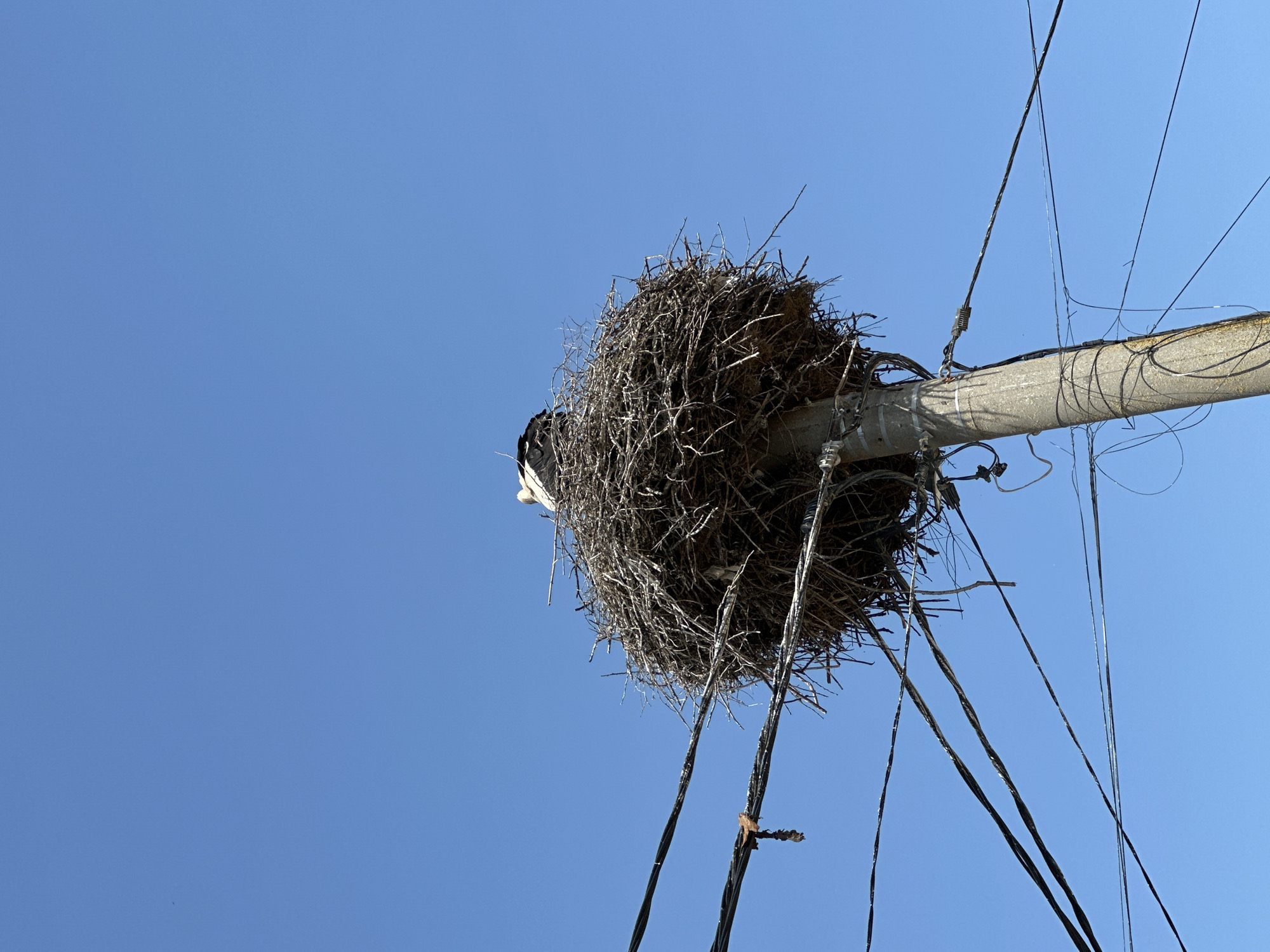 A large bird nest, likely made of twigs and branches, sits atop a concrete utility pole. The nest is circular and dense, with some material hanging down. Electrical wires are attached to the pole and run downwards and outwards. A blue, cloudless sky is visible in the background. A bird is visible near the nest. The image was taken in the city of Aprilovo, Bulgaria.