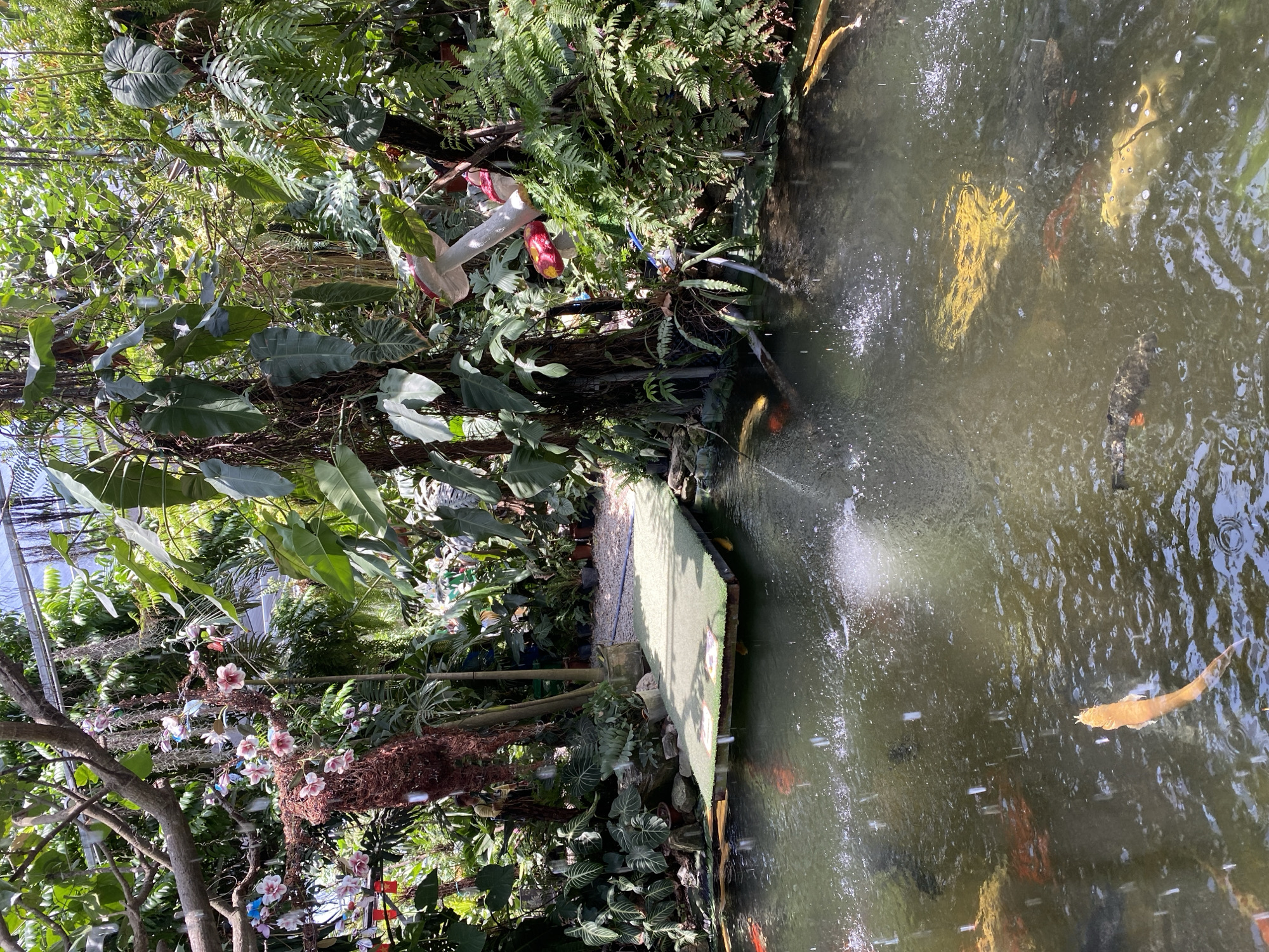 This image depicts a lush, tropical greenhouse environment featuring a pond filled with koi fish. In the foreground, a body of murky green water contains several large, colorful koi fish swimming. A light orange koi is prominently visible near the bottom of the frame, while other orange, white, and patterned koi are scattered throughout the pond. Water fountains create visible splashes and ripples on the surface.
A small, artificial-looking green platform extends over the water from the left side of the frame. The platform appears to be covered in artificial grass and has a slightly elevated edge. To the right of the platform, the pond is surrounded by dense, vibrant foliage. Various types of plants, including large-leafed tropical species and ferns, create a thick, verdant backdrop. Several tree trunks, some with dangling vines and aerial roots, are visible amongst the plants.
Decorative elements are present within the greenhouse. A large, whimsical mushroom sculpture, with a red cap and white stem, is situated among the plants on the right side of the frame. Smaller, colorful decorations, possibly birds or butterflies, are attached to branches and vines in the upper left portion of the image.
The lighting suggests a bright, sunny day, with dappled sunlight filtering through the greenhouse canopy. The overall impression is one of a carefully cultivated, serene aquatic garden. This scene is likely within the city of Đà Nẵng, Vietnam, given the tropical flora and the common presence of such themed gardens in the region. No people are clearly visible in the frame, though a blurry figure in a yellow shirt may be present in the background near the left side.