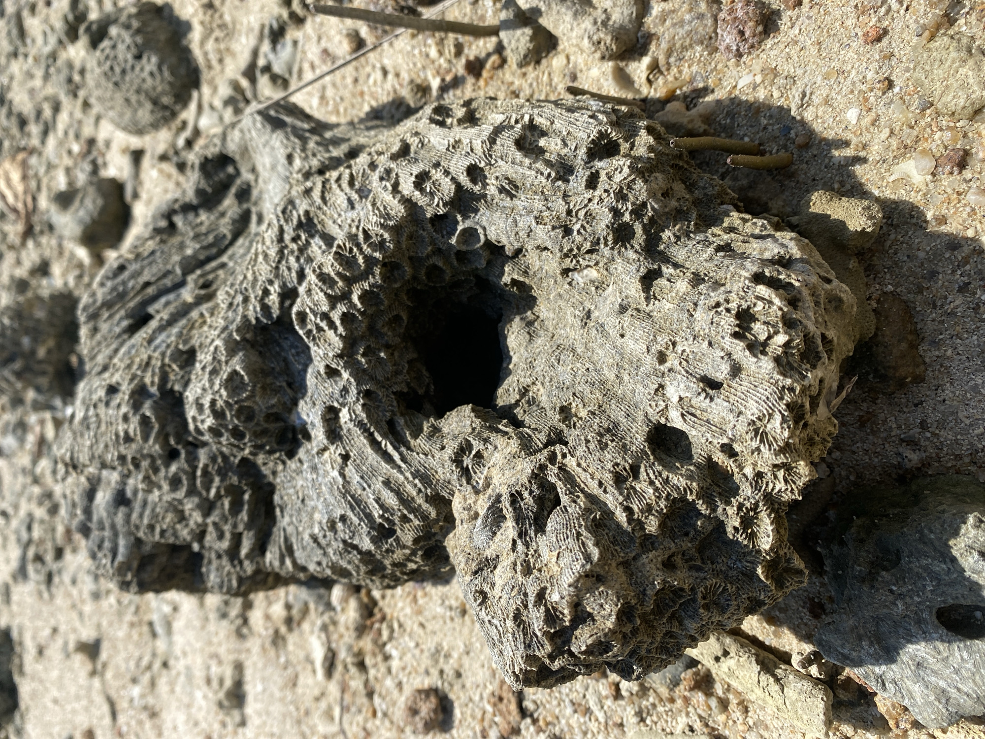 The image presents a close-up, high-angle view of a piece of natural, textured material, likely fossilized coral or a porous rock, resting on a sandy and rocky ground. The main object is irregular in shape, predominantly grey and brown, and features a highly intricate surface with numerous small, cup-shaped depressions and ridged patterns, typical of coral structures. A prominent, dark, irregular hole is visible near the center of the object, adding depth and a sense of natural erosion.
The ground surrounding the coral is composed of fine, light brown sand interspersed with various small pebbles and larger rock fragments in shades of white, brown, and reddish-brown. Scattered amongst the sand are a few thin, dry twigs or plant matter.
The scene is brightly lit by natural sunlight, casting strong, defined shadows from the textured coral and surrounding elements, suggesting either morning or late afternoon on a clear day. There is no visible activity or people in the image. The setting appears to be a natural outdoor environment, consistent with a coastal or beach area, in Baan Wok Tum, Thailand. No text is visible in the image.