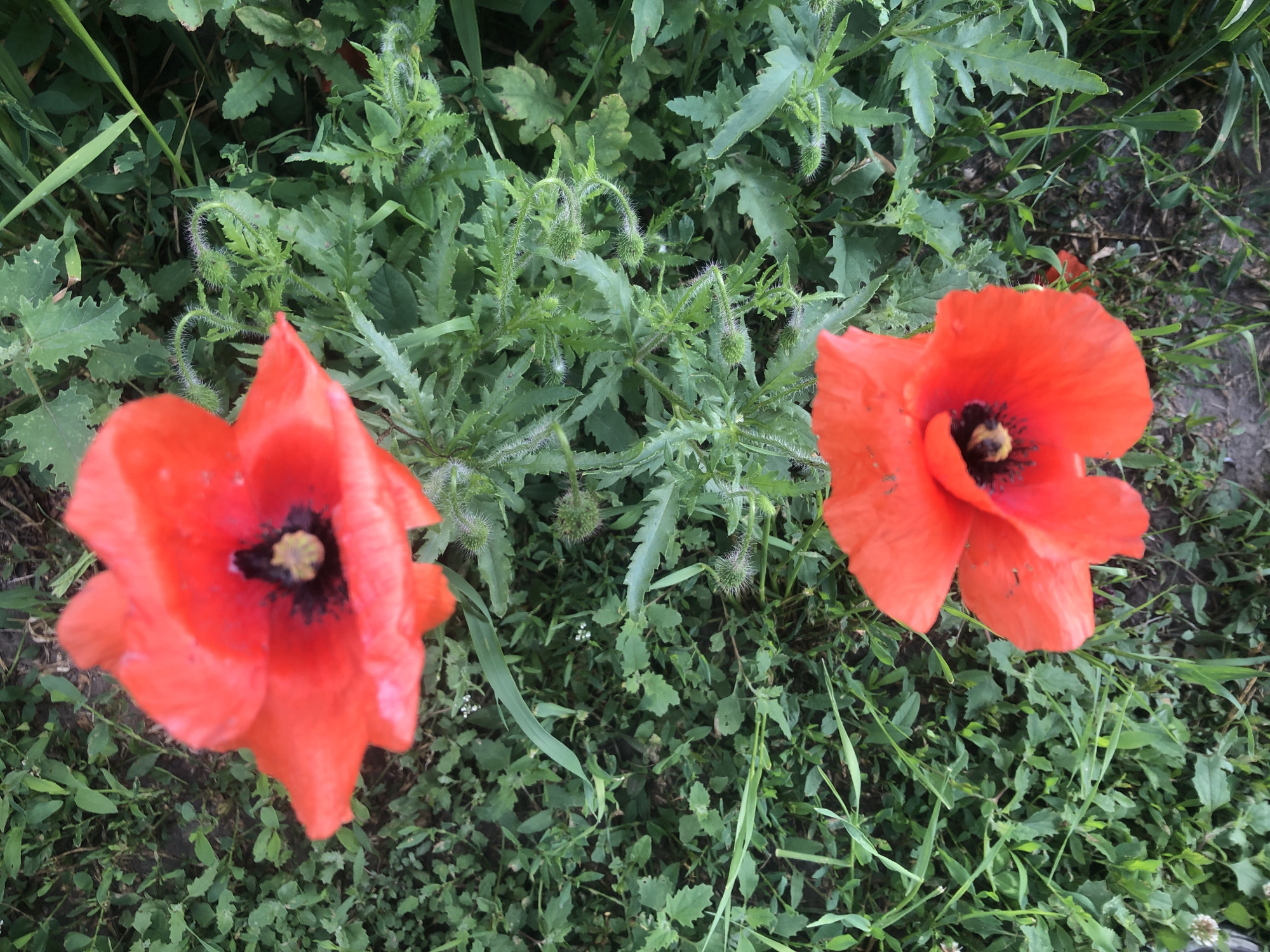 Two bright red poppies are visible in the foreground of the image, surrounded by a dense patch of green foliage. The poppies are open and have dark centers with visible stamens. The leaves of the poppies and surrounding plants are serrated and textured, with some fuzzy seed pods also present. The ground beneath the plants appears to be dark soil with some pebbles. The lighting suggests it is daytime, with the sunlight filtering through the leaves, creating some dappled light and shadow. There are no people or other animals present in the scene. The image is taken from a top-down perspective.