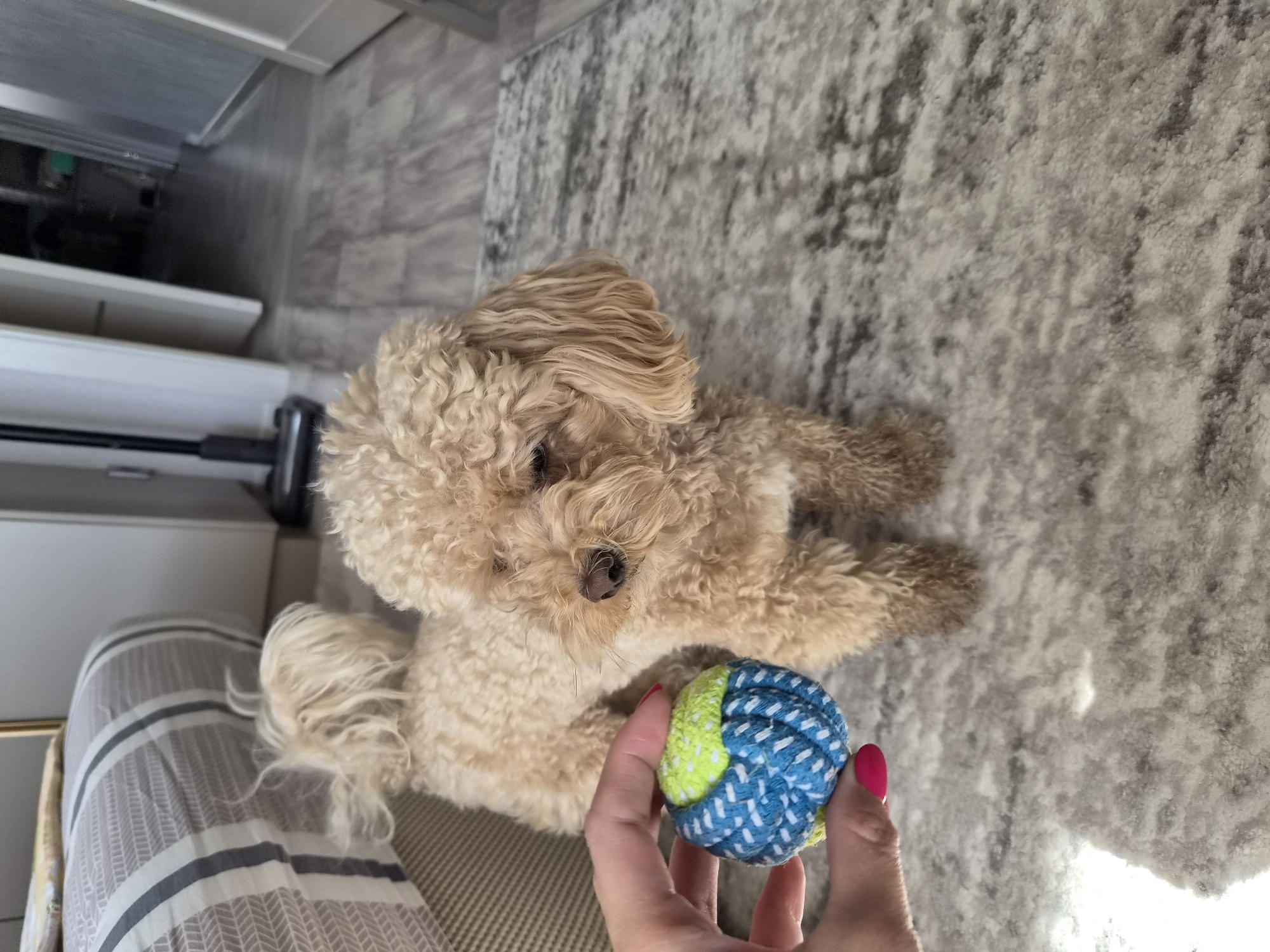A light brown poodle stands on a gray patterned rug in a room. The poodle is facing to the right, looking at a blue and green rope toy held by a person's hand, which is visible in the lower left corner of the image. The background shows a bed with gray and white striped bedding, a doorway leading to a hallway, and a vacuum cleaner. The scene takes place indoors.