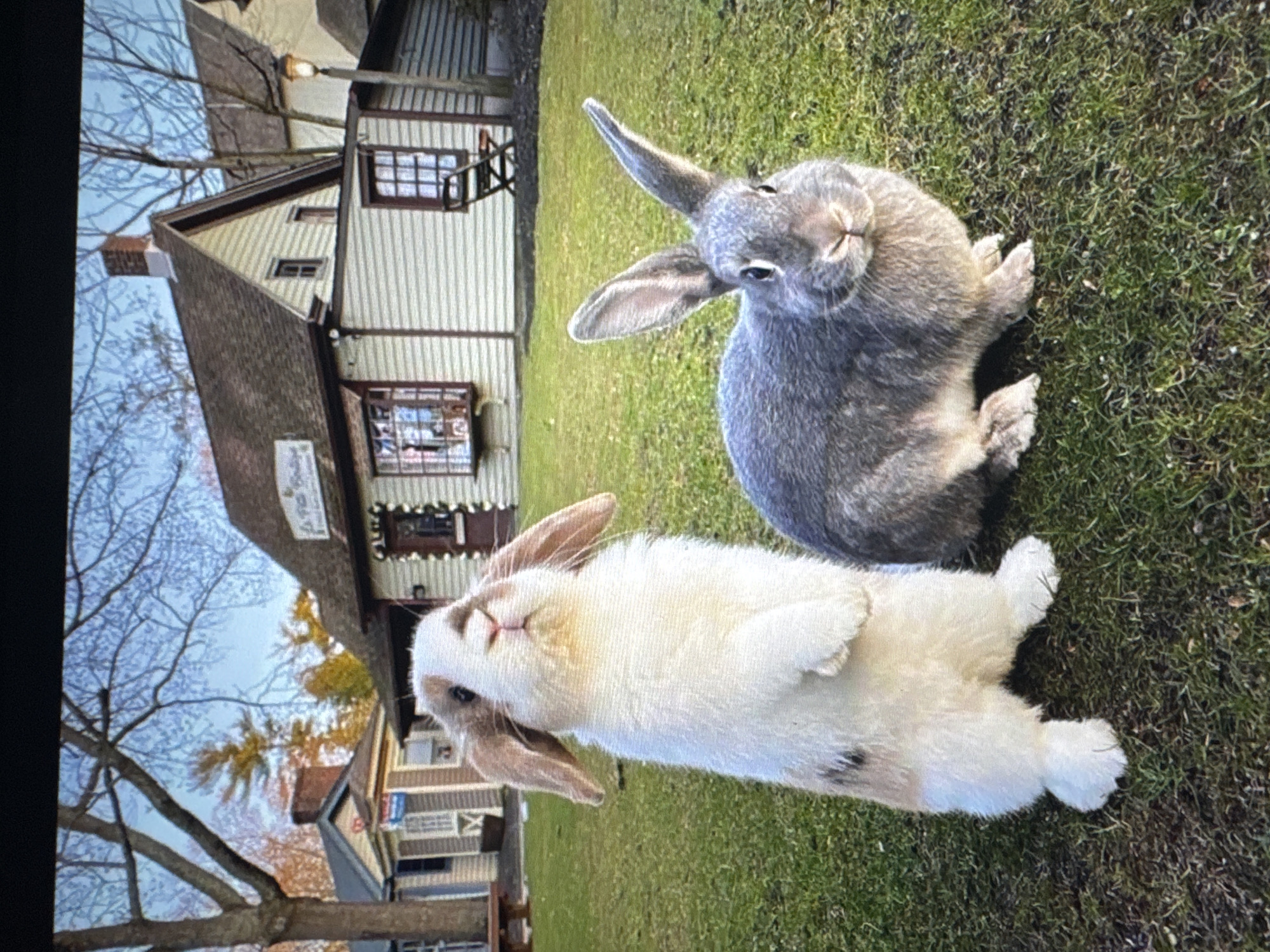 Two rabbits are in a grassy area in front of a building. The rabbit on the left is white with brown patches and is standing on its hind legs, facing forward. The rabbit on the right is grey and is sitting down, facing forward. The building behind them is a light-colored, multi-story structure with a pitched roof. There are windows and a door visible on the building. The area around the building appears to be a village or town square, with trees and other buildings in the background. The sky is visible, and it is daytime.