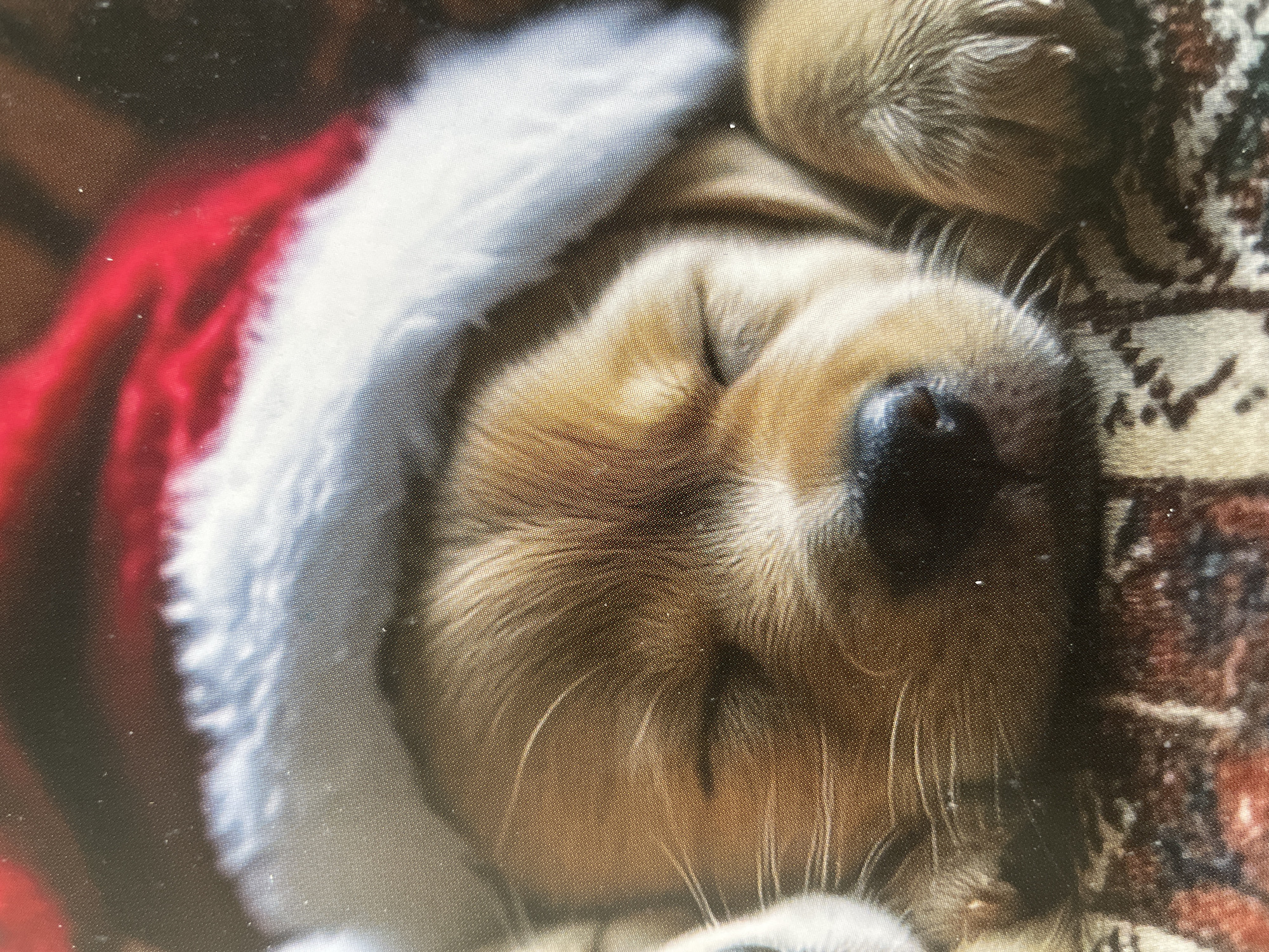 A close-up, slightly blurry image captures a sleeping puppy, likely a golden retriever or similar breed, adorned in a festive red and white Santa hat or costume. The puppy's head is resting peacefully on its side, with its eyes closed and soft, light brown fur visible. Delicate whiskers extend from its snout, and a prominent black nose is visible in the foreground. The vibrant red fabric of the Santa hat is visible on the left side of the frame, contrasting with the fluffy white trim that encircles the puppy's head.
On the right side of the image and in the background, a textured, patterned fabric, possibly a blanket or rug, in shades of brown and dark red with lighter accents, provides a soft resting place for the puppy. The scene suggests a cozy, indoor setting. The activity depicted is the puppy sleeping soundly, exuding a sense of calm and peacefulness. The presence of the Santa hat adds a festive and adorable quality to the image.
The entire image exhibits a visible halftone dot pattern, indicating it may be a photograph of a printed picture rather than a direct digital original. No visible text is present. The time of day is not discernible, and there are no specific visual cues to indicate the location as Sofia, Bulgaria.