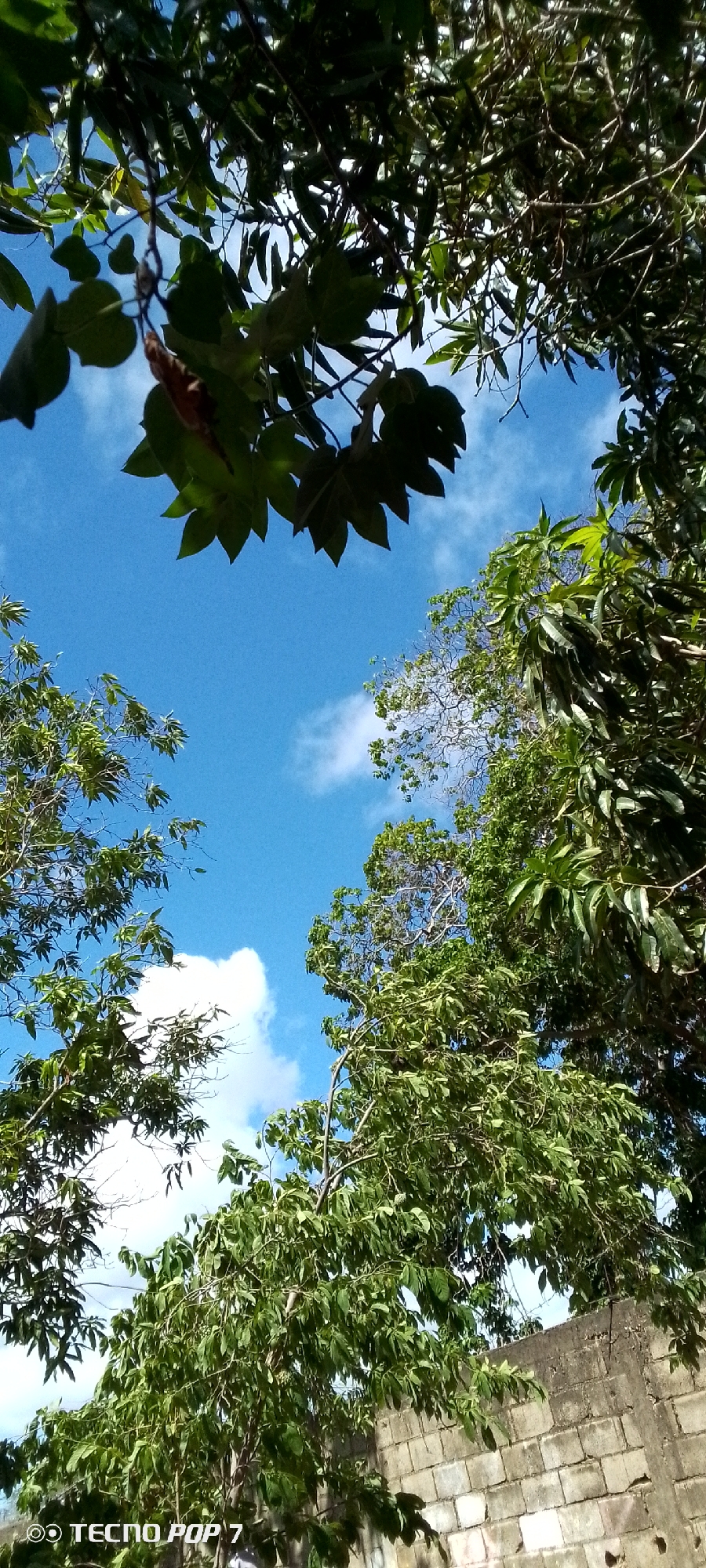 The image shows a view looking upwards through trees towards a bright blue sky with scattered white clouds. Lush green foliage from several trees frames the sky, with branches and leaves creating a canopy effect. In the lower right portion of the image, a section of a light-colored, weathered brick wall is visible. The overall scene appears to be an outdoor environment, possibly a residential area or a park, given the presence of trees and a wall. There are no people or animals visible in the image, and no actions are being depicted. The image has a watermark in the bottom left corner that reads "TECNO POP 7".