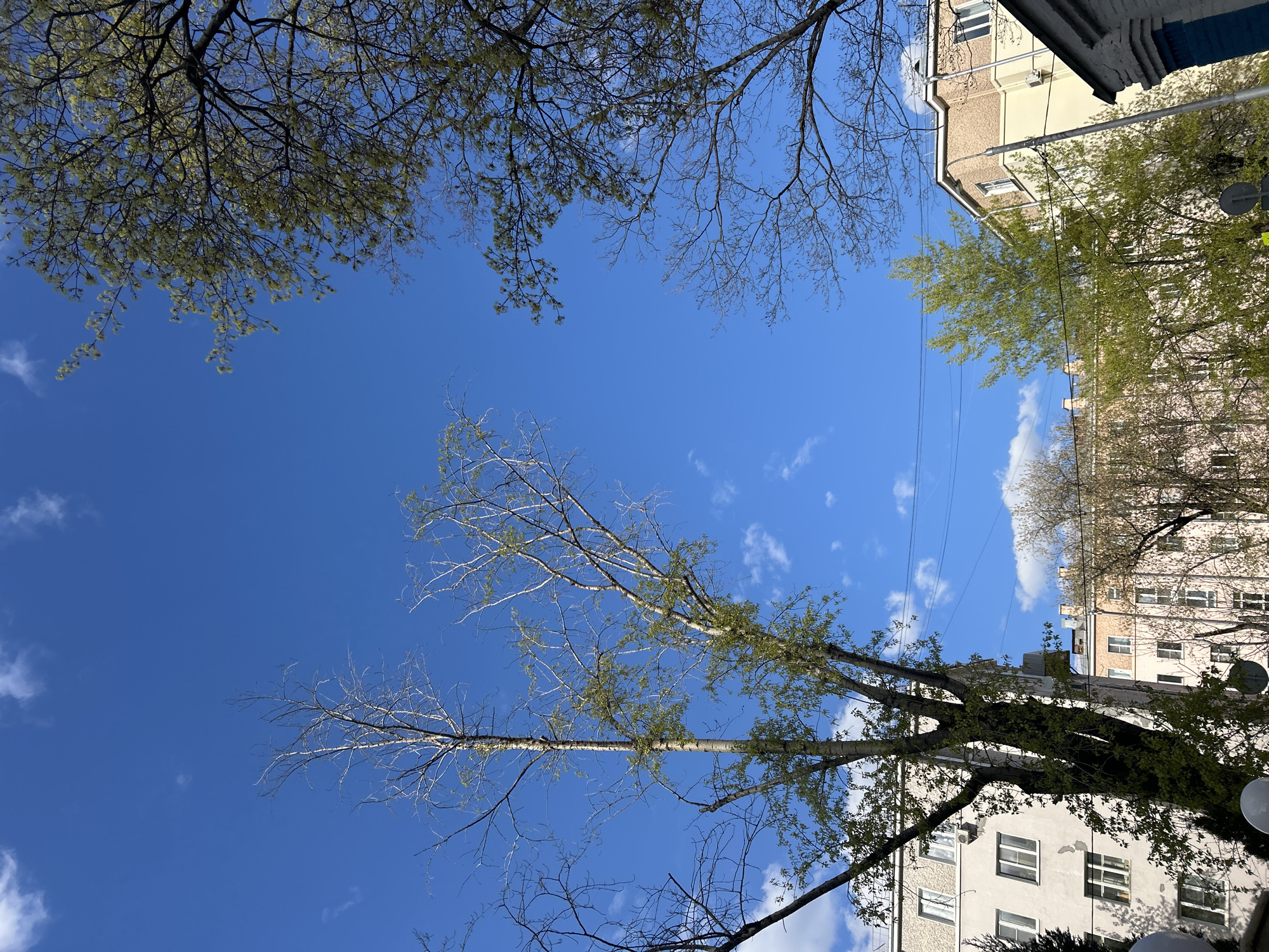 The image, taken from a low angle looking upwards, captures an urban scene under a bright, clear blue sky with scattered white cumulus clouds. Several deciduous trees frame the sky. In the upper left and right, trees display new, light green spring foliage, forming a delicate canopy. Towards the center and lower parts of the frame, other trees, with visible lighter-colored trunks suggestive of birch, have mostly bare branches or very sparse young leaves, characteristic of early spring.
On the right side of the image, and partially at the bottom, multiple-story buildings are visible. These structures feature facades in varying tones of light beige, pinkish-beige, and light grey/white, with numerous windows. Specific details include an outdoor air conditioning unit and a small satellite dish on one of the buildings. Overhead utility lines crisscross the sky between the buildings and trees. A white, spherical street light fixture is partially visible in the bottom right corner.
The bright daylight and the nascent foliage strongly suggest an early spring setting. The weather is fair and clear. There is no human activity depicted. The scene presents a tranquil view of an urban residential area, consistent with the location context of Moscow, Russia. No visible text is present in the image.