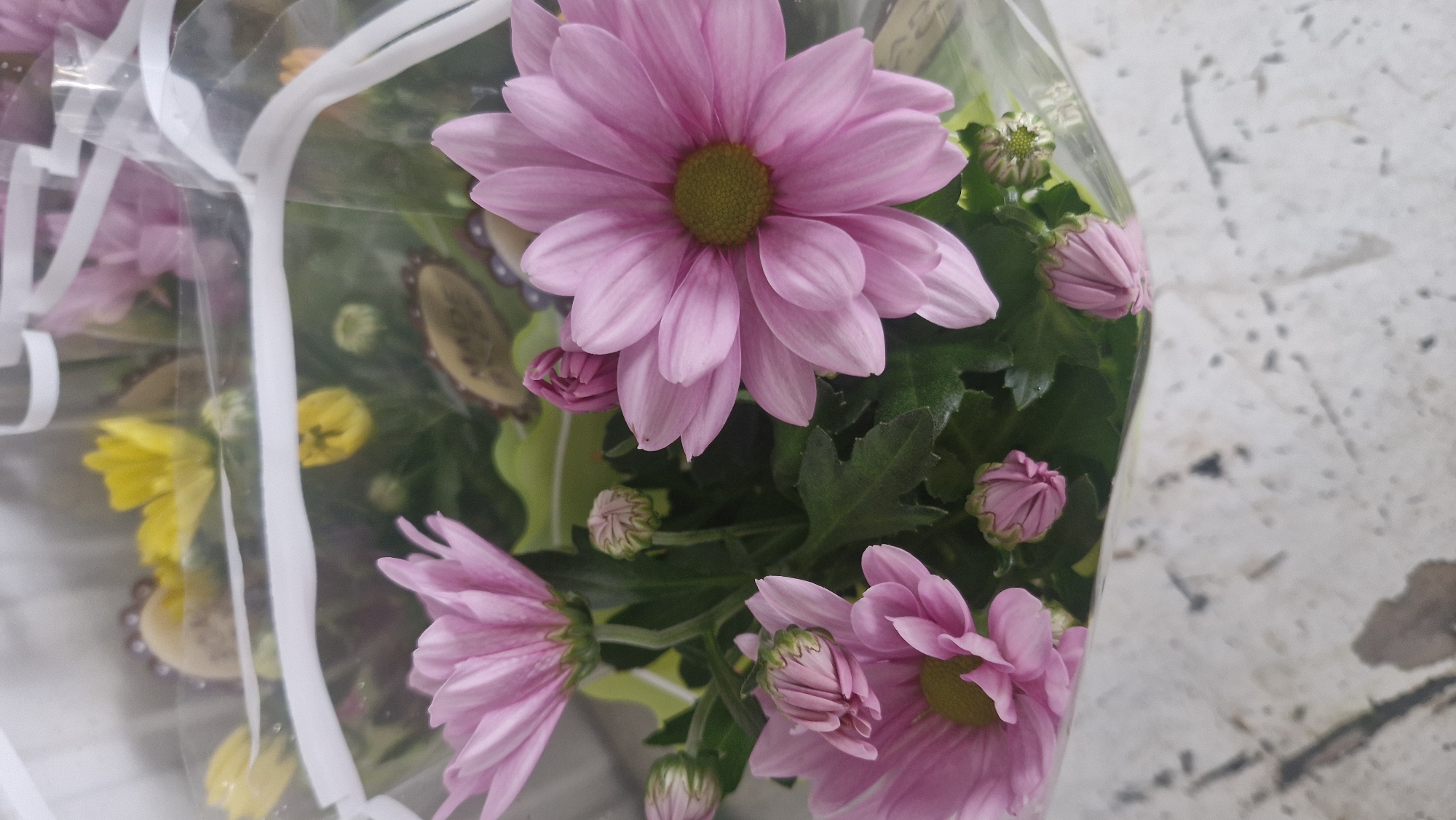 A close-up shot shows a bouquet of pink and yellow chrysanthemums wrapped in clear plastic. The bouquet is positioned on a light-colored surface, potentially a marble or concrete floor. The focus is primarily on the pink flowers, with their petals fully open and a vibrant green center. There are also several buds in various stages of development. Yellow flowers are visible on the left side of the image, partially obscured by the plastic wrapping and white ribbons. The environment appears to be indoors, possibly a florist shop or a home. The location in Plovdiv, Bulgaria, cannot be determined from the visual information provided.
