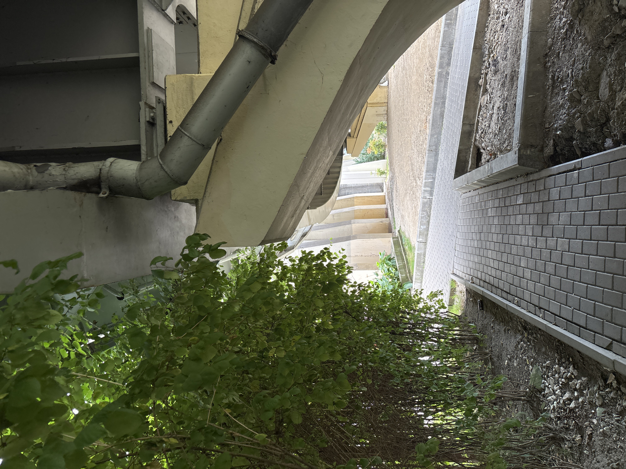 The image depicts an outdoor scene beneath a concrete structure, likely an overpass or bridge, in Sochi, Russia. To the left, a dense hedge or bush with vibrant green leaves partially obscures the view, with dry branches and small stones visible at its base. A paved walkway, made of grey rectangular bricks, runs from the foreground towards the background. Adjacent to the walkway, on the right side, is a raised planter bed filled with dirt and rocks, appearing somewhat unkempt. The concrete structure above is weathered and shows signs of age, with a large, grey pipe running diagonally across it. The background reveals more of the concrete supports of the structure, with glimpses of vegetation and open ground. The lighting suggests it is daytime, with sunlight filtering through the leaves of the hedge and illuminating parts of the scene. There are no people or animals visible in the image.