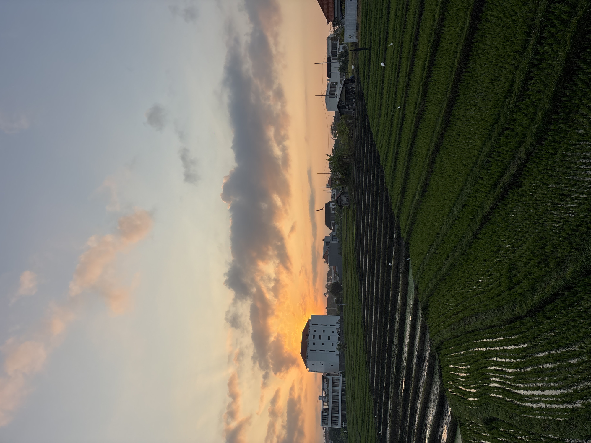 The image depicts a panoramic view of terraced rice fields in North Kuta, Indonesia, at sunset. The sky is awash with hues of orange and pink, with scattered clouds catching the last rays of the sun. In the background, several modern buildings with white facades and clean lines stand out against the landscape. The foreground is dominated by the lush green rice paddies, meticulously arranged in horizontal terraces that descend into the distance. Some of the paddies are flooded, reflecting the warm tones of the sky, while others are densely planted with rice shoots. A few egrets are visible scattered across the fields, adding a touch of wildlife to the serene scene. The overall impression is one of tranquility and natural beauty, juxtaposed with hints of modern development.