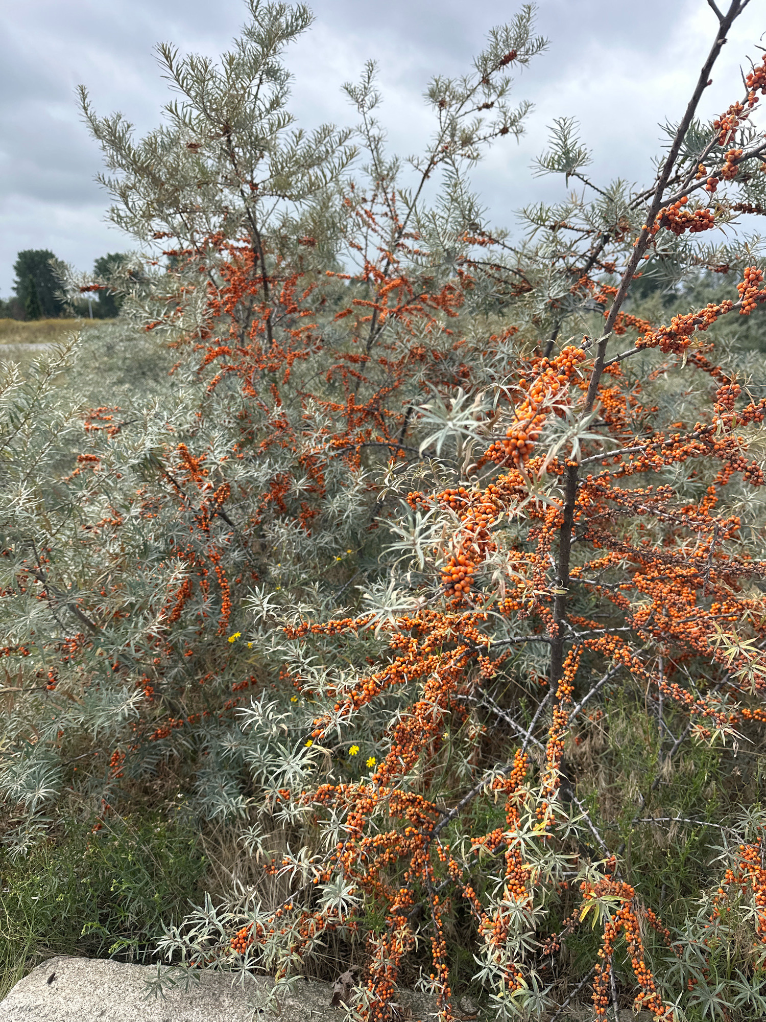 An outdoor, close-up shot shows a sea buckthorn bush laden with bright orange berries. The bush has silvery-green, needle-like leaves and thorny branches. In the background, other similar bushes and sparse vegetation are visible under a cloudy sky. A large, light gray rock is in the foreground on the left. The scene is likely located in a coastal or sandy area, consistent with the natural habitat of sea buckthorn. No people are present. The image appears to have been taken during the daytime.