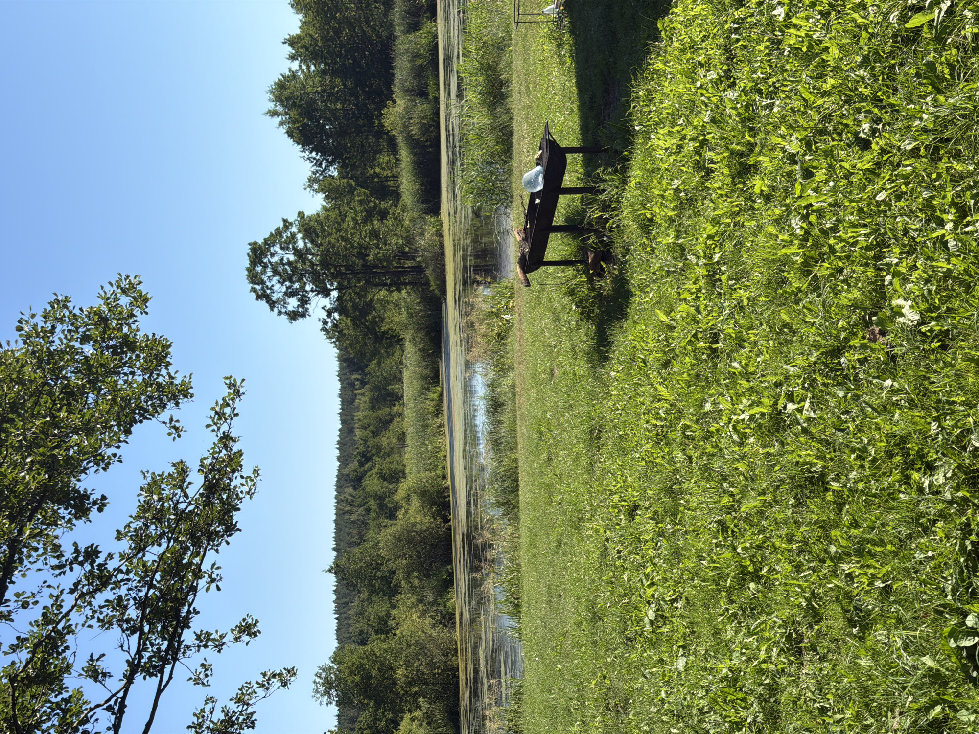The image depicts a natural outdoor scene with a body of water, possibly a lake or pond, with vegetation growing in and around it. The water is partially covered with algae or aquatic plants, giving it a green hue. Dense green foliage, including trees and grass, surrounds the water. In the foreground, to the right, there is a large expanse of lush, green grass. To the left, there are trees with detailed leaves against a clear blue sky.
In the middle ground, on the grassy bank beside the water, a dark-colored bench is visible. On the bench, there appears to be a person, though their features are not distinct. Also on the bench, a transparent object, possibly a water bottle or jug, and some other items are present. The overall setting suggests a peaceful, natural environment, likely a park or rural area. The lighting indicates it is daytime, with the sun casting shadows, suggesting it could be mid-morning or afternoon. The clear blue sky points to fair weather. The location context provided is "Кліноцкі сельскі Савет, Belarus." No visible text is present in the image.