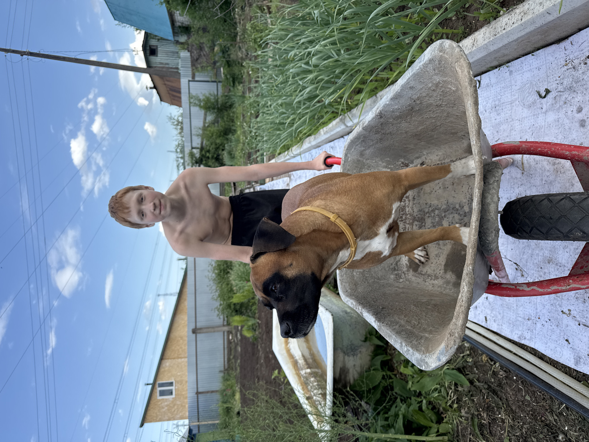 A young, fair-skinned, shirtless boy stands behind a wheelbarrow. A brown and white Boxer-type dog is standing in the wheelbarrow. The surroundings suggest a residential area, with houses and vegetation visible in the background. Power lines are visible overhead. Based on the context provided, the location is potentially the city of Chaikovsky, Russia.