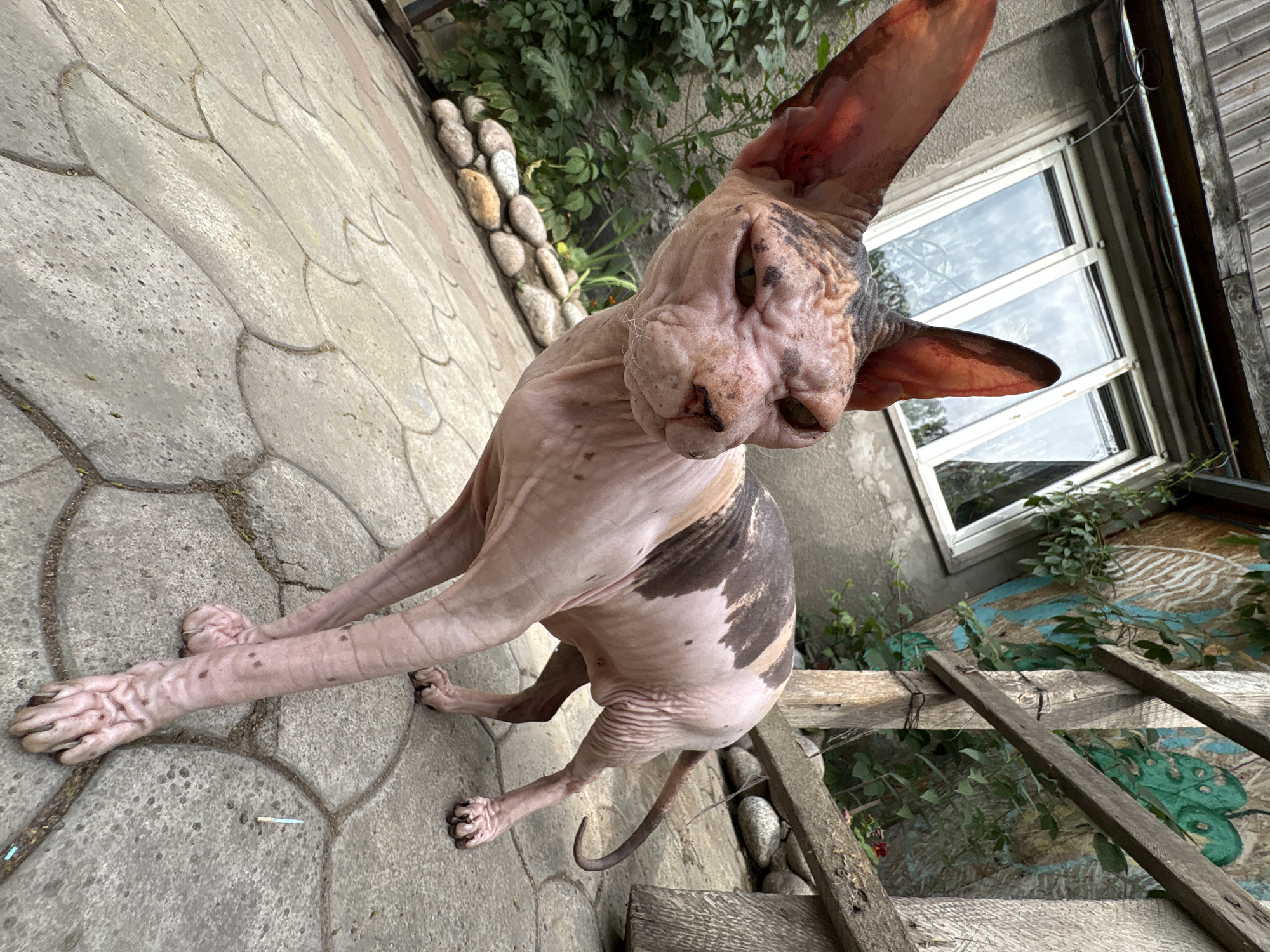 The image depicts a hairless cat, likely a Sphynx, standing on a patterned concrete patio in an outdoor setting. The cat has pink skin with dark brown patches. It is looking to the left of the frame with its ears perked up. In the background, there is a building with a window and weathered wooden siding. A wooden fence or structure is also visible, with some greenery and graffiti on the wall behind it. The patio is composed of large, irregularly shaped concrete slabs with visible grout lines. Some small stones are arranged along the edge of the patio. The lighting suggests it is daytime, possibly overcast. The scene appears to be in a residential or somewhat dilapidated urban area, consistent with some neighborhoods in Almaty, Kazakhstan, where such an outdoor setting with visible building details, vegetation, and urban decay can be found. There are no people present in the image.