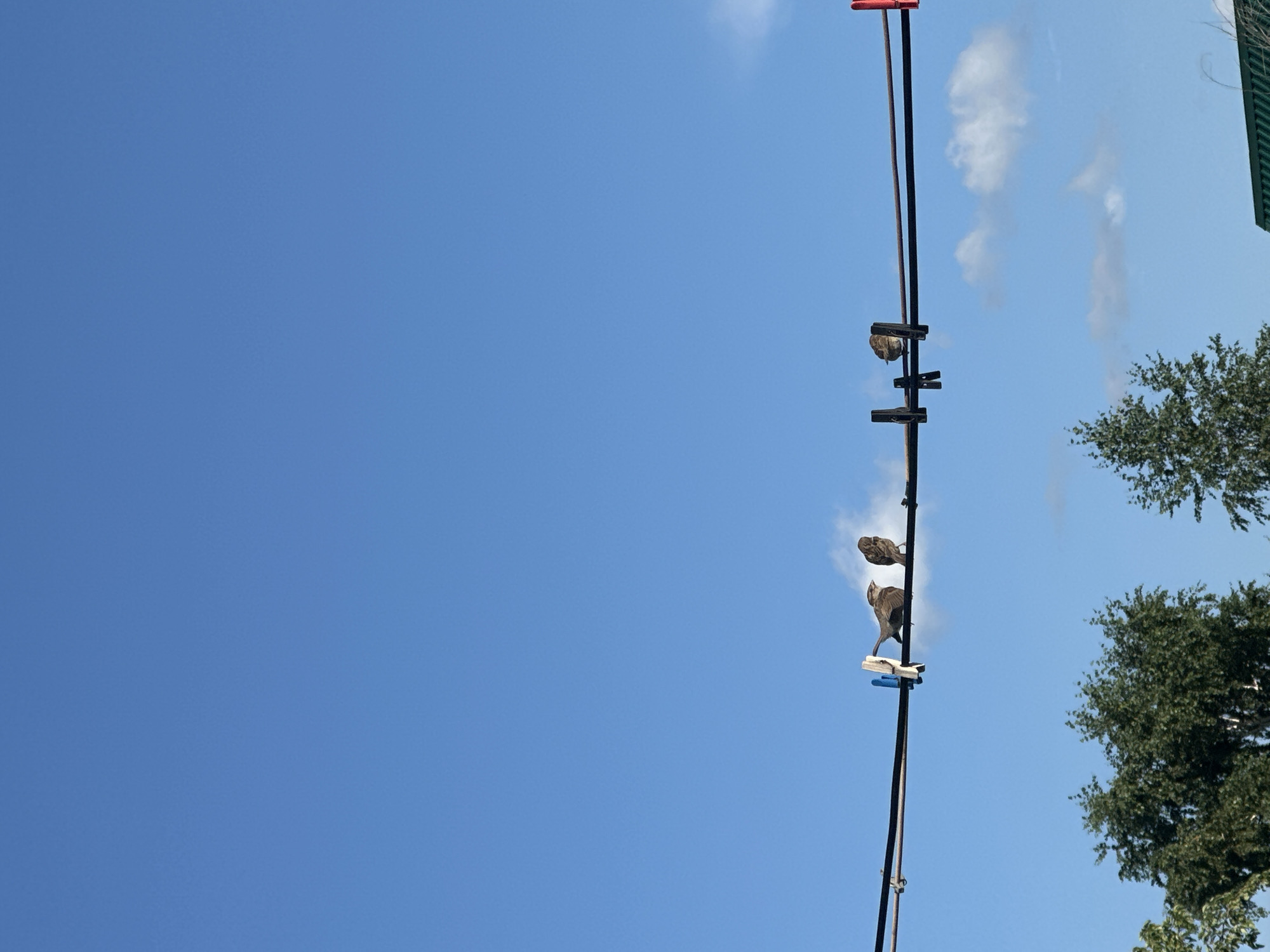 The image shows four birds perched on a clothesline against a clear blue sky. The clothesline is supported by wooden poles, and there are several clothespins on the line. Two of the birds are perched together, while the other two are more spread out. There are trees visible in the background. The image does not contain any specific identifying features of the city of Tobyl, Kazakhstan.