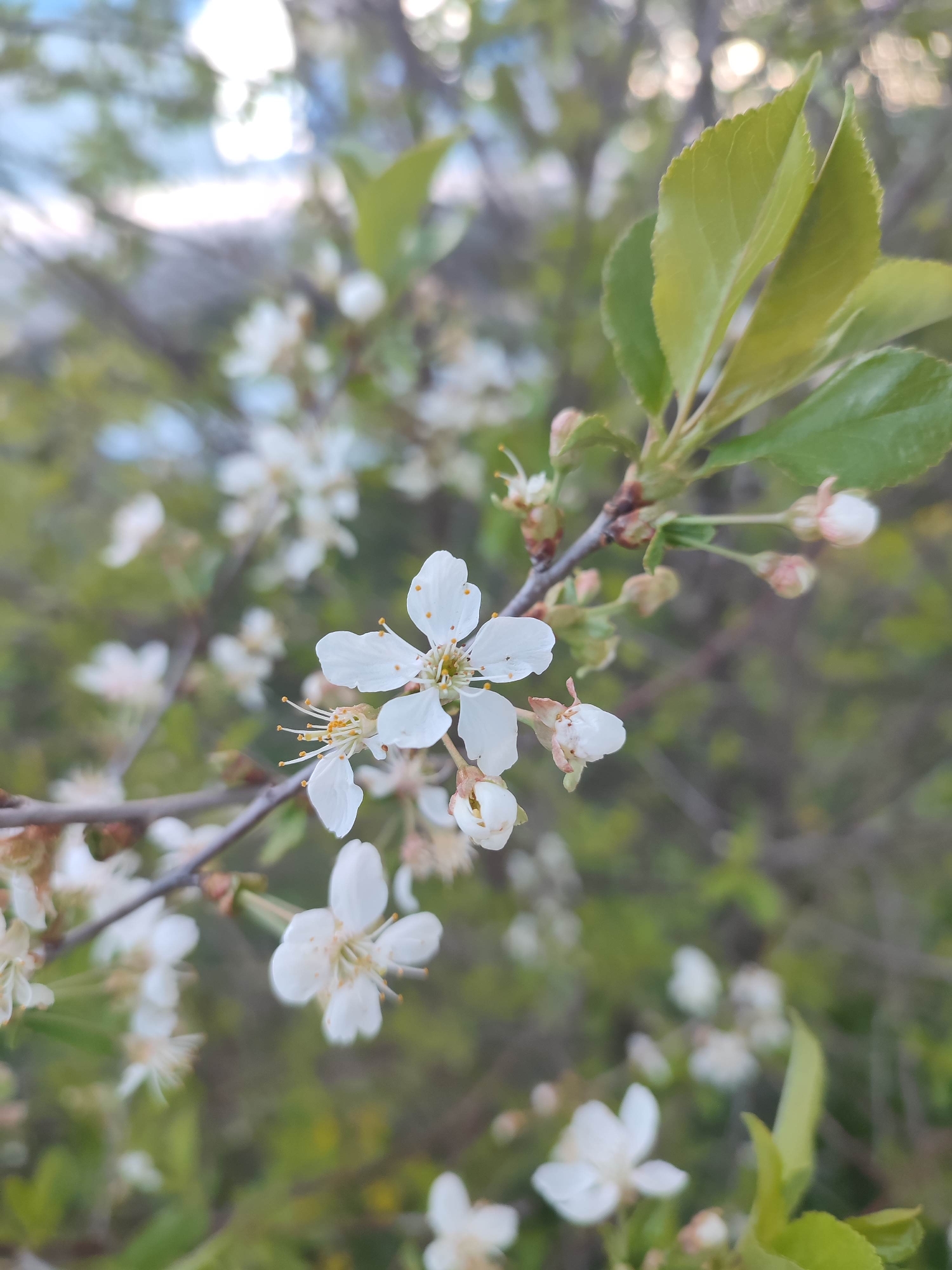 The image depicts a close-up of a flowering branch. The dominant feature is a cluster of white flowers with five petals each, exhibiting yellow stamens. Several flower buds are also visible on the branch. The branch supports green leaves with a smooth texture. The background is blurred, suggesting other branches and greenery, as well as a distant light-colored structure, possibly a building. The location is Unknown, Unknown.