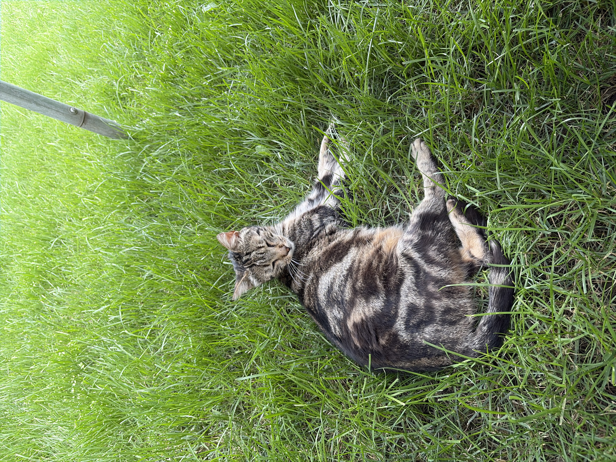 A tabby cat is lying on its side in a patch of green grass. The cat is facing towards the right side of the frame with its eyes closed. Its fur is a mix of brown, black, and grey tabby patterns. One of its front paws is extended forward, resting in the grass, while the other is tucked underneath its body. The cat's tail is curled around its body. In the background, a grey metal pole is visible, partially obscured by the grass. The scene appears to be outdoors, with bright daylight casting shadows on the grass. The specific location within Oxentea, Moldova, cannot be determined from the visual information provided.