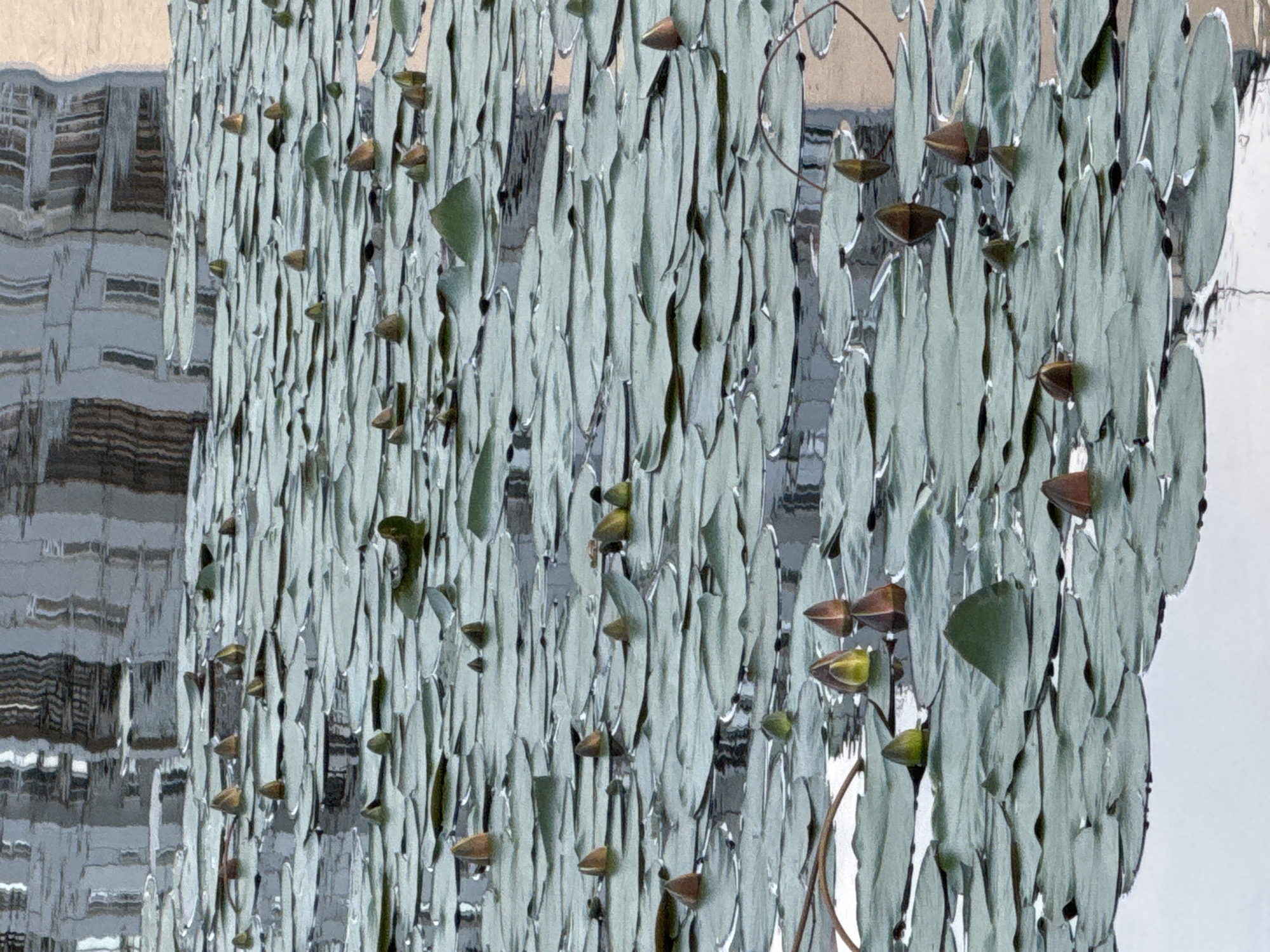 The image displays a close-up, overhead view of a pond filled with lily pads and unopened water lily buds. The lily pads are a muted green and overlap each other, covering the surface of the water. Numerous water lily buds, varying in color from pale green to reddish-brown, emerge from the pads, some fully formed and others still tightly closed. The water reflects the light and the distorted shapes of buildings, suggesting an urban or semi-urban setting. The overall impression is one of natural tranquility within a constructed environment. There are no people visible in the image. The scene is likely a pond or calm body of water within the city of Votkinsk, Russia, given the provided context.