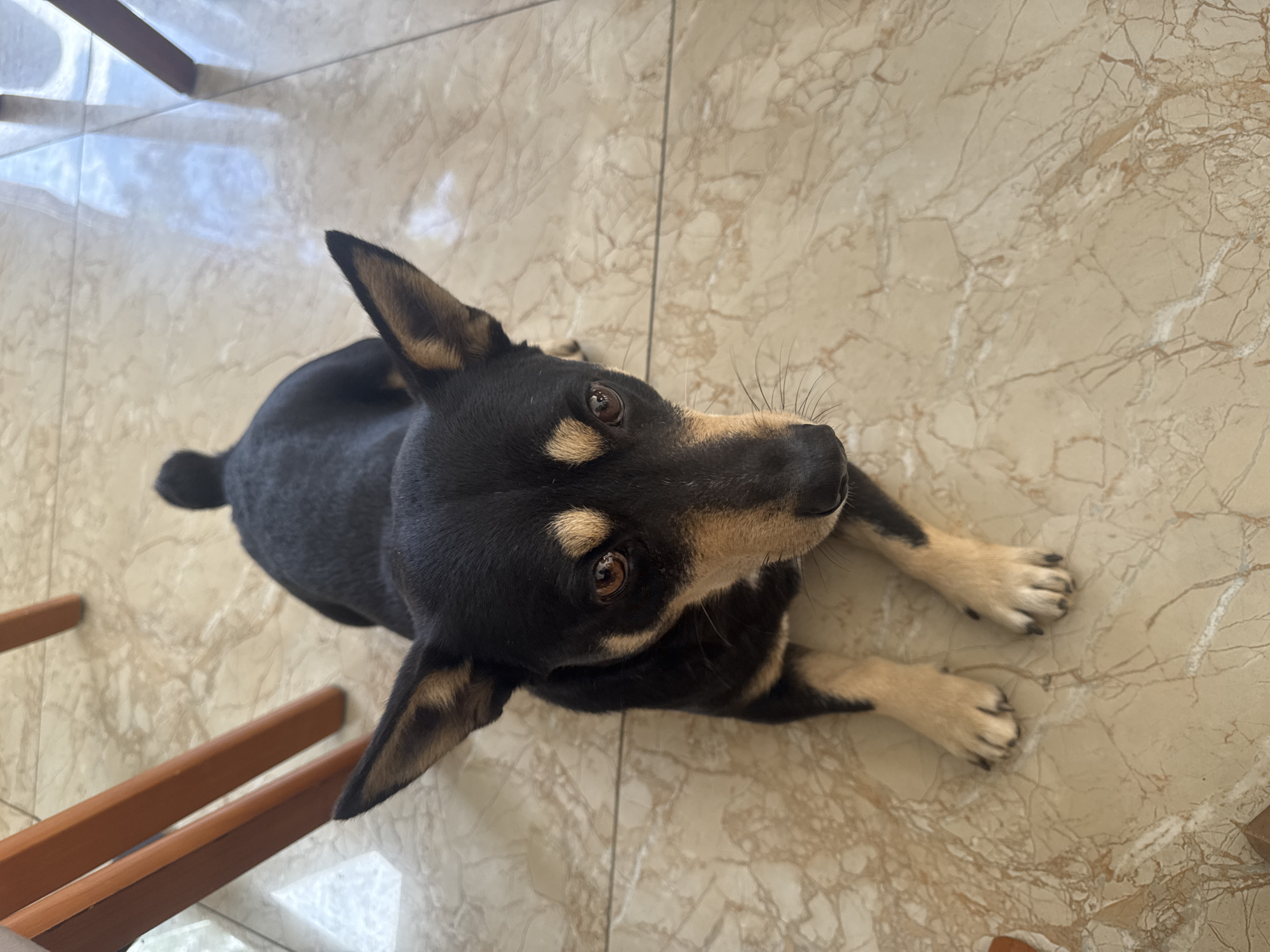 A medium-sized black and tan dog lies on a light-colored tiled floor, facing forward. The dog has large, pointed ears and dark eyes. Its front paws are visible, resting on the tiles. The background shows the legs of wooden chairs and the shiny, reflective surface of the tiled floor, suggesting an indoor setting. There is no indication of the dog being in the city of Da Lat, Vietnam.