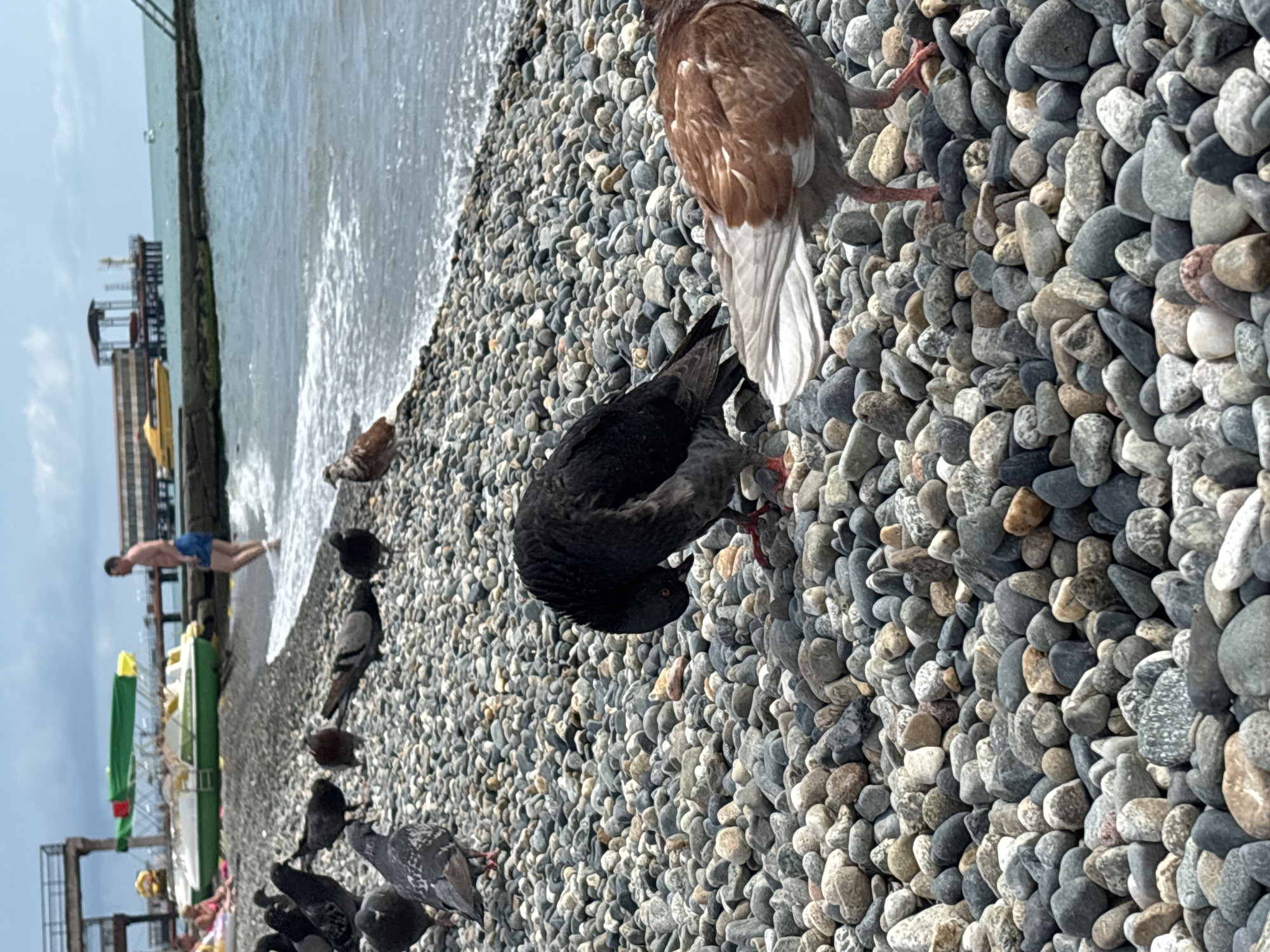 The image depicts a pebble beach on the Black Sea coast in Sochi, Russia, under a cloudy sky. Several pigeons are scattered across the beach, with some in the foreground pecking at the ground and others in the background. In the middle ground, a man in blue shorts stands near the water's edge. Further back, recreational boats are docked, and a pier extends into the sea. The scene is characterized by the abundance of smooth, gray and brown pebbles covering the ground, the gentle waves of the sea, and the presence of both wildlife and human activity.