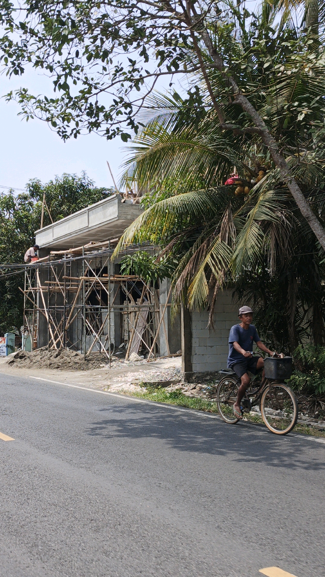 In Desa Wonoharjo, Indonesia, a man wearing a blue t-shirt and dark shorts rides a bicycle with a basket on the front. The man wears a light-colored cap and sandals. The bicycle has a brown frame and light-colored tires. The man is riding on the right side of a paved road. Adjacent to the road, to the left of the man, a building is under construction. The building has a concrete frame and is surrounded by wooden scaffolding. Two individuals are visible on the scaffolding, one of whom appears to be working on the roof. Palm trees and other lush vegetation are present in the background, with some coconuts visible on a palm tree near the construction site. The sky is clear and blue.