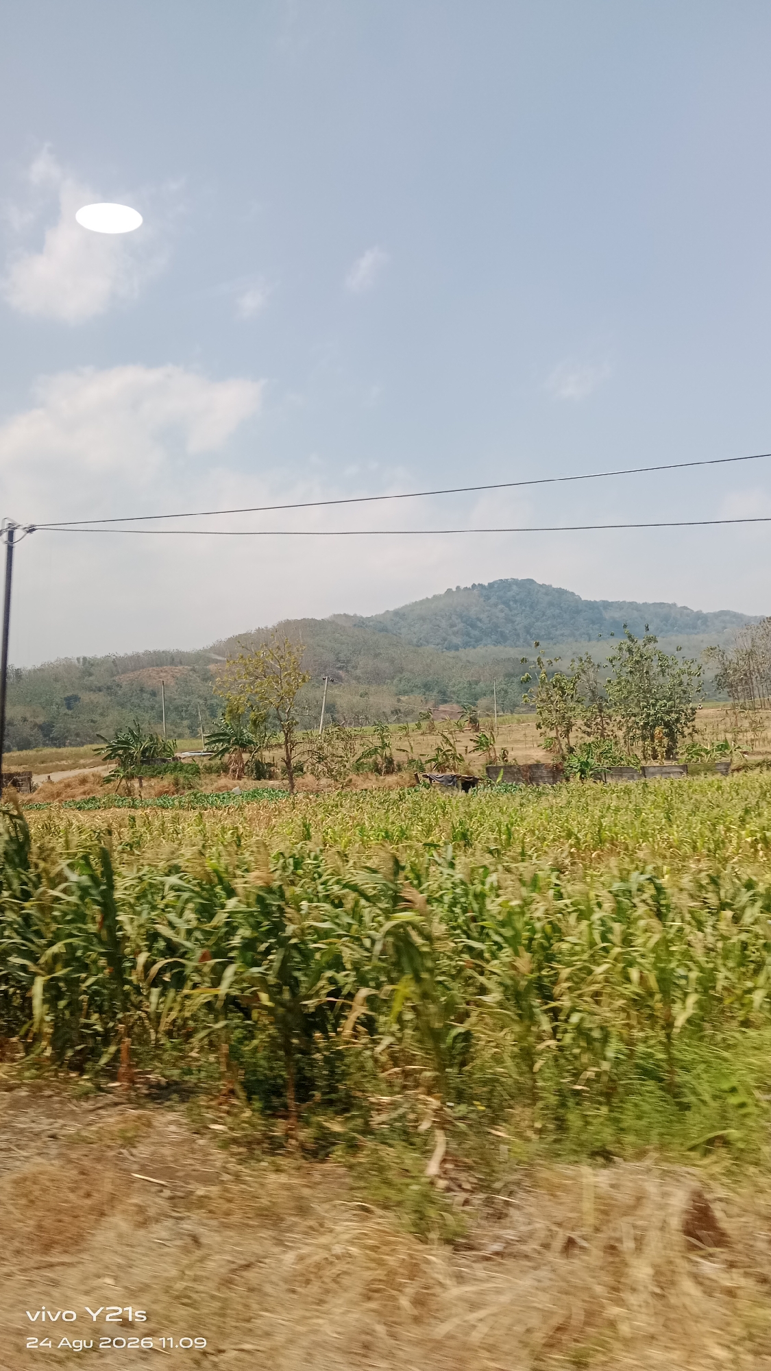 The image captures a rural landscape under a clear sky with scattered clouds. In the foreground, a field of tall green corn stalks dominates the lower half of the frame. Beyond the cornfield, dry, brown vegetation lines the ground, transitioning into a more varied landscape of trees and shrubs. In the mid-ground, a prominent hill or small mountain rises, covered in dense green foliage. A few small structures, possibly houses or sheds, are visible among the trees on the slope of the hill. A utility pole with wires stretches across the upper portion of the image, suggesting the presence of infrastructure. The overall impression is of a sunny day in a rural area. The text at the bottom of the image, "vivo Y21s 24 Agu 2026 11.09", indicates this photograph was taken with a Vivo Y21s phone on August 24, 2026, at 11:09. While the text specifies a location related to a phone model and date, it does not provide any geographical location information that can be used to definitively place the image in Prupuk Utara, Indonesia.