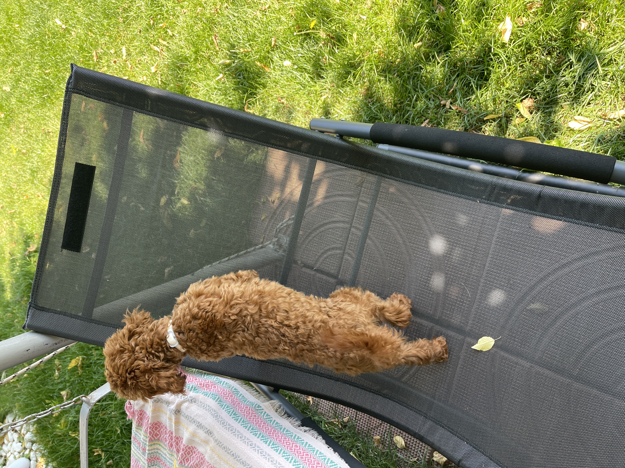 A small, reddish-brown, fluffy dog, resembling a Cockapoo, is captured lying relaxed and stretched out on its belly on a black mesh sun lounger. The dog wears a white collar around its neck.
The scene is set outdoors, likely in a garden or yard in Sofia, Bulgaria, bathed in bright daylight. Lush green grass surrounds the lounger, with several scattered yellow and brown fallen leaves visible on both the grass and the lounger's mesh surface, suggesting a sunny autumn day. Filtered sunlight creates circular patches of light across the lounger's mesh. A colorful, patterned towel or blanket is draped over the armrest of the lounger near the dog's head. The lounger itself features a sturdy metal frame, with a black padded bar visible on its upper right side. A metal railing or part of a chair with a chain and white stones is partially visible in the bottom-left corner of the frame. No people or visible text are present in the image.