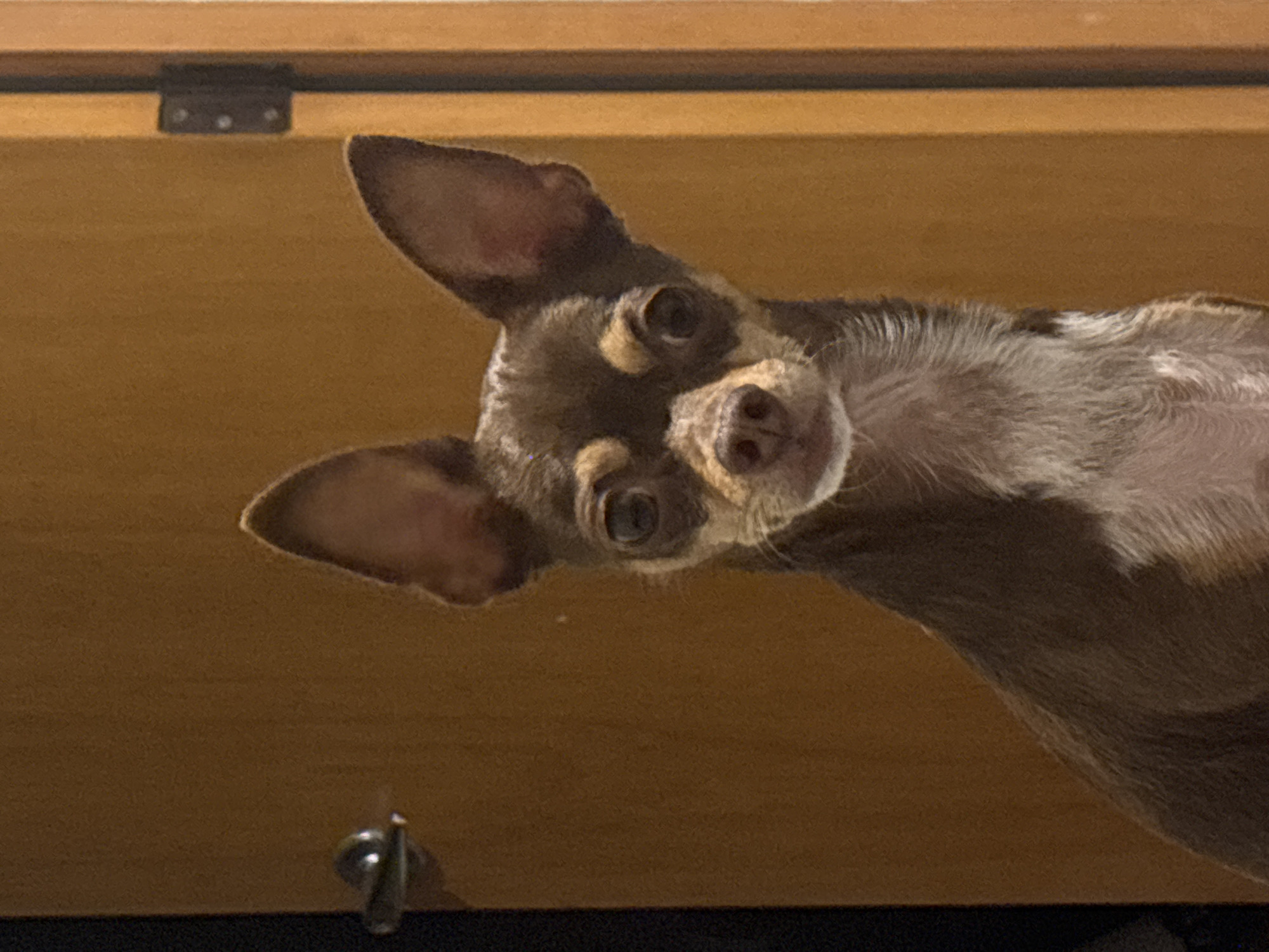A brown and tan Chihuahua dog is looking down at the camera from a low angle. The dog's head is tilted to the side, and its ears are perked up. The background is a wooden surface. The location is not identifiable from the image.