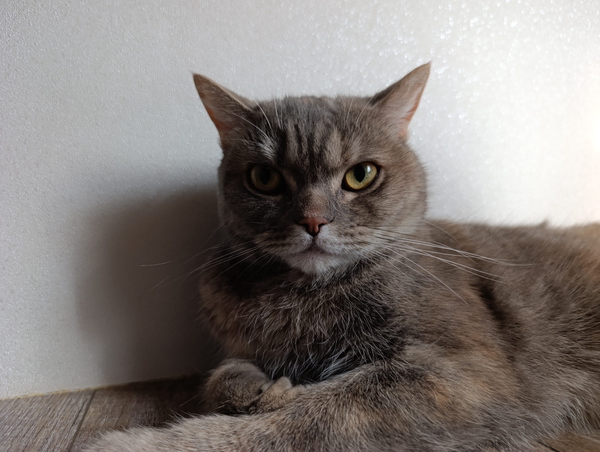A medium close-up shot shows a gray tabby cat with green-yellow eyes lying on a wooden floor against a white wall. The cat's paws are crossed. The location in Chaikovsky, Russia, is unknown.