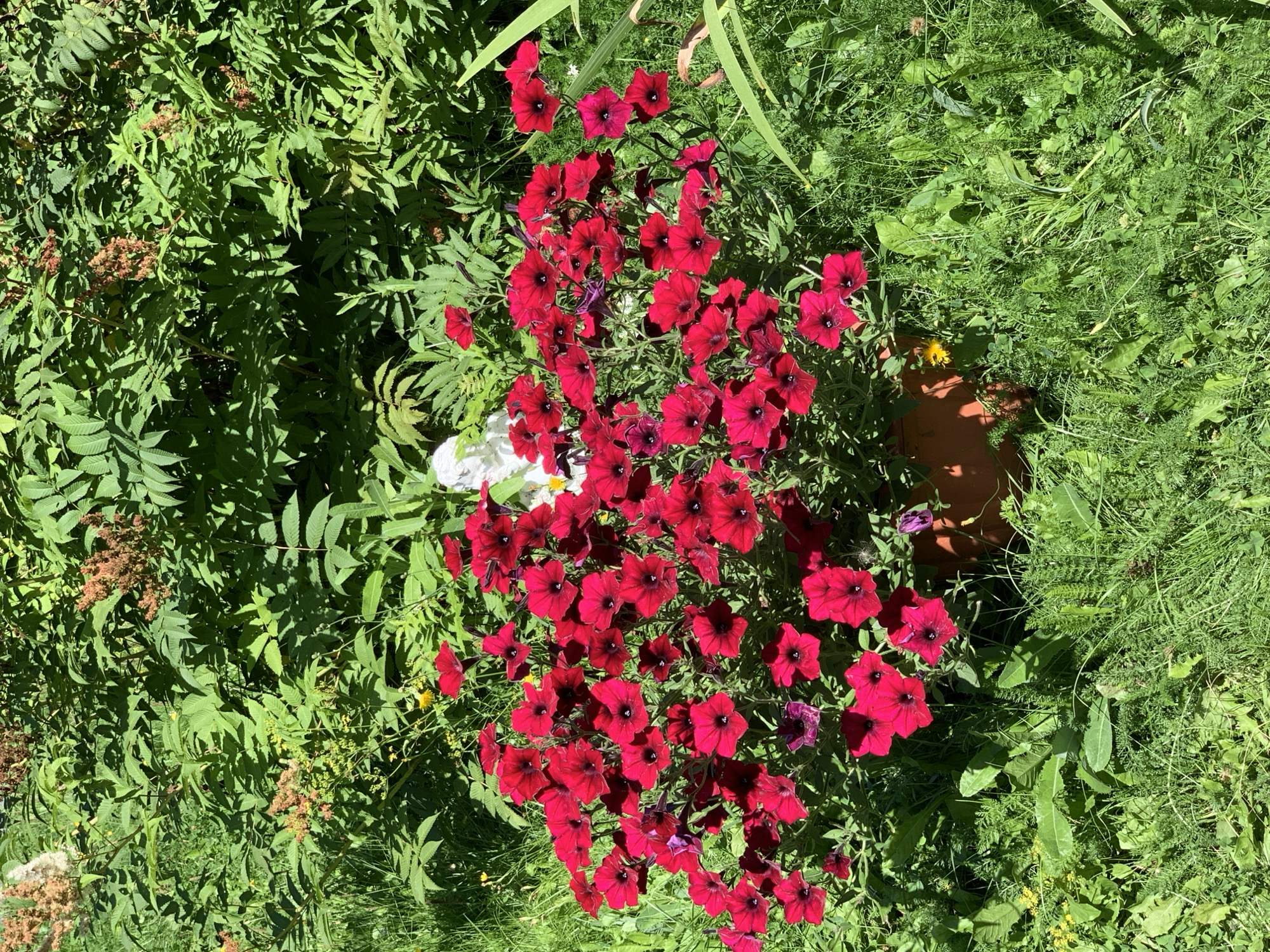 The image depicts a close-up, high-angle view of a terracotta pot overflowing with vibrant red petunias, situated in a garden setting. The petunias are a deep, rich red with dark centers, creating a striking contrast against the lush green foliage surrounding them. Behind the petunias, a white garden statue is partially visible, adding a touch of whimsy to the scene. The background is dominated by dense green leaves of various plants, with hints of brown seed pods suggesting a late summer or early autumn bloom. The ground is covered in a thick carpet of grass, interspersed with small wildflowers. Sunlight casts dappled shadows across the scene, highlighting the textures and colors of the plants. The overall impression is one of a well-tended, natural garden, bathed in warm sunlight. This scene is consistent with a residential garden in Prokopyevsk, Russia, given the presence of common garden plants and the general aesthetic of a temperate climate.