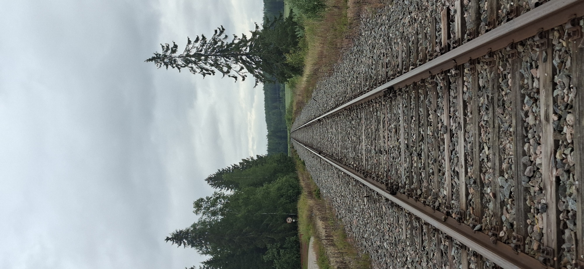 The image shows a railroad track stretching into the distance under a cloudy sky. The tracks are made of metal rails and wooden sleepers, covered in gravel. On either side of the tracks, there is vegetation, including trees and grass. To the left, there is a dense forest, and to the right, there is a lone tall pine tree. In the distance, more trees and fields are visible. The scene appears to be in a rural or semi-rural area. The overall atmosphere is calm and somewhat somber due to the overcast weather. The image is shot from a low angle, looking down the tracks.