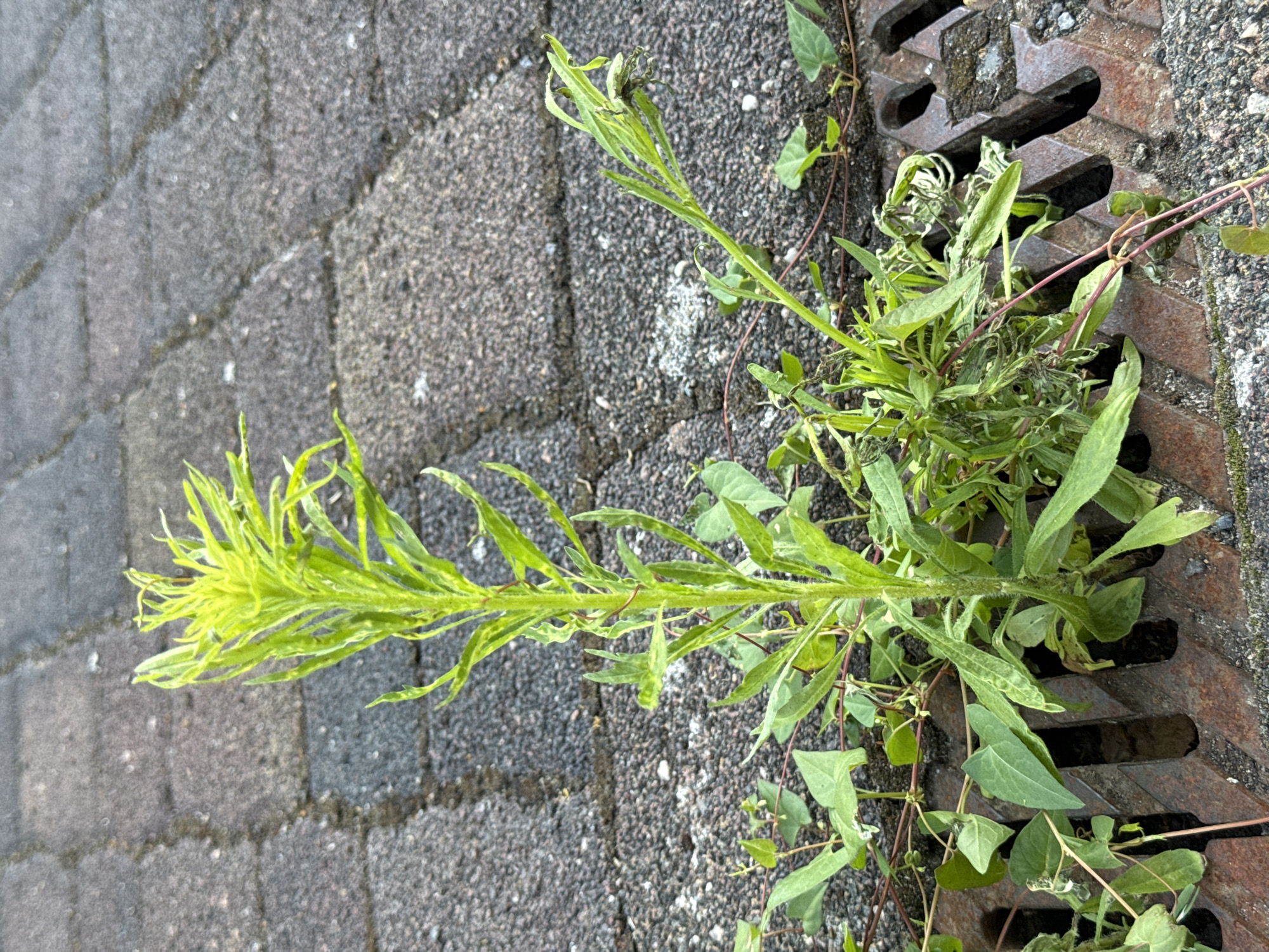 A close-up, eye-level shot shows a tall, bright green weed growing out of a rusty metal drain grate. The weed has long, thin leaves that are slightly curled and jagged. The grate is set into a dark gray paved surface, which appears to be a walkway or patio, made of rectangular blocks arranged in a diagonal pattern. Other smaller green plants and vines with heart-shaped leaves are growing around the base of the weed and along the edges of the grate. The background is blurred, with the paving stones extending upwards. The lighting is bright, suggesting an outdoor, daytime setting. There are no people or animals visible in the image.