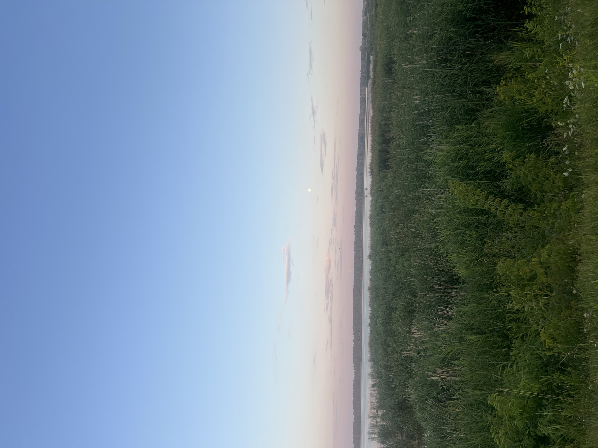 The image depicts a serene landscape at dusk in Salihorsk, Belarus. In the foreground, a dense field of tall green reeds and grass extends across the lower half of the frame, with smaller leafy plants and scattered white wildflowers visible at the very bottom. Beyond the reeds, a calm body of water, likely a river or lake, is present, with a distant treeline forming a dark horizontal band across the horizon. The sky above is a gradient of soft blues and pinks, transitioning from a pale sky blue at the top to a subtle pinkish hue near the horizon, indicative of sunset or twilight. A small, pale moon is visible in the upper portion of the sky, near the center. The overall scene is natural, tranquil, and uninhabited, with no people or man-made structures immediately apparent. The environment suggests a natural wetland or marsh area.