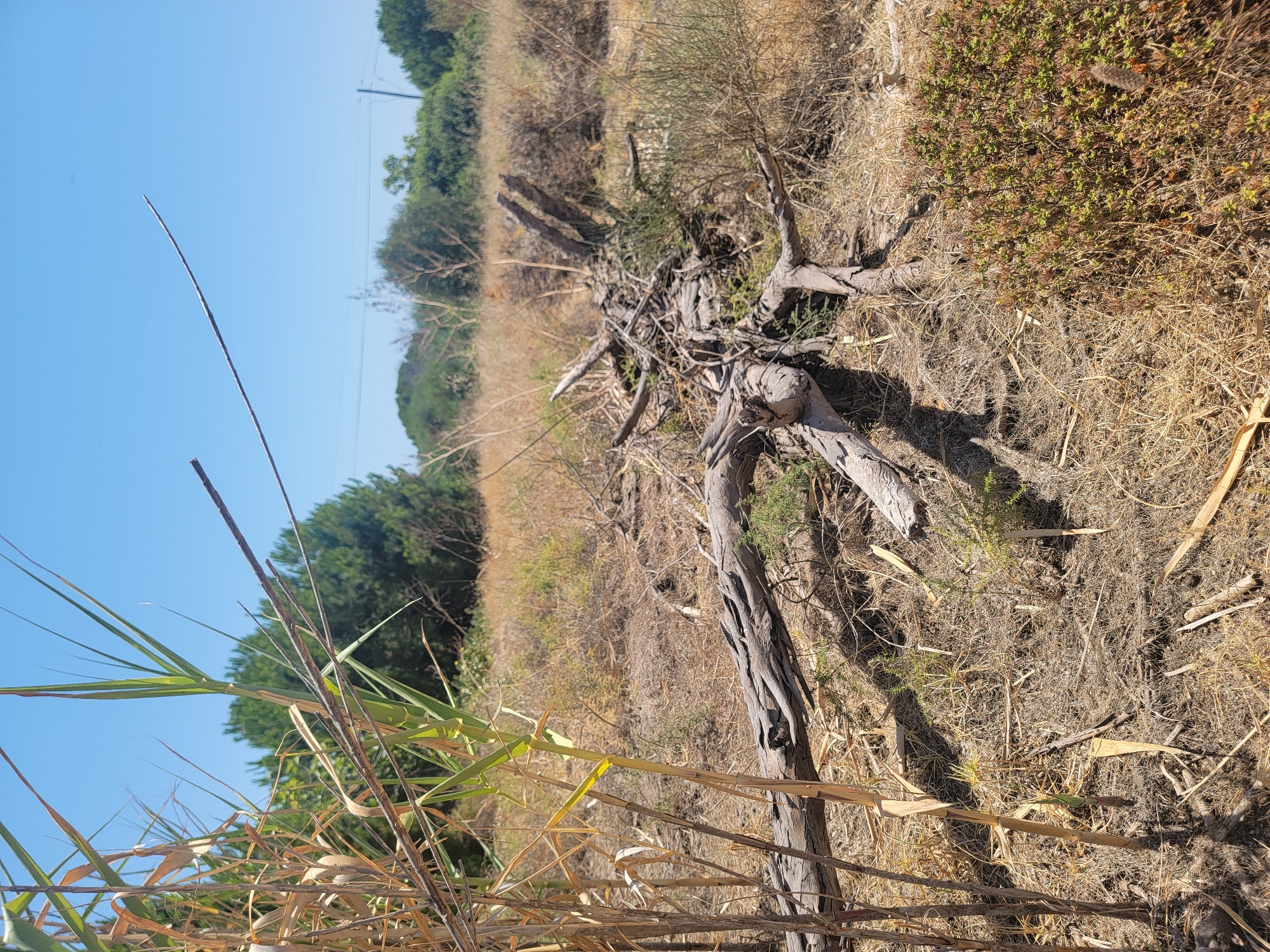 A dead, weathered tree trunk and its root system lie on dry, brown grass under a clear blue sky. Tall, dry reeds are in the foreground to the left, and to the right, a small, green shrub is visible. In the background, a line of green trees borders the field. This scene is likely located in the natural landscape surrounding Quarteira, Portugal.