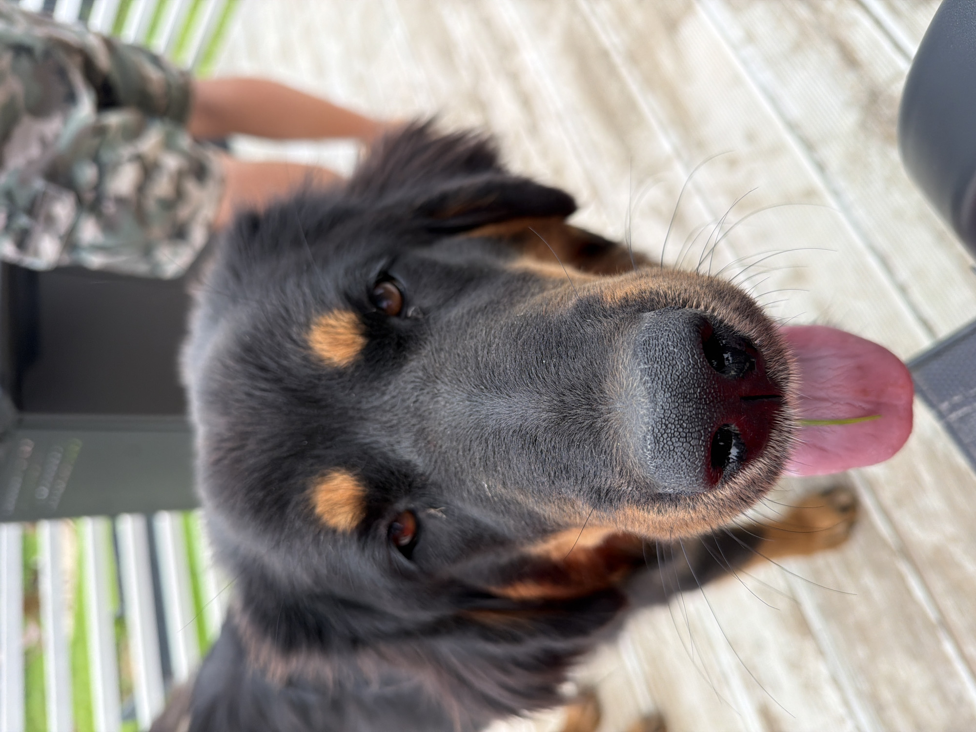 An extreme close-up shot captures the face of a large, black and tan dog. The dog's nose, mouth, and part of its eyes are prominently featured. Its tongue, pink with a green blade of grass stuck to it, is extended. The background is blurred, showing a wooden deck, a person in camouflage shorts, and a white railing. The setting appears to be an outdoor residential area.