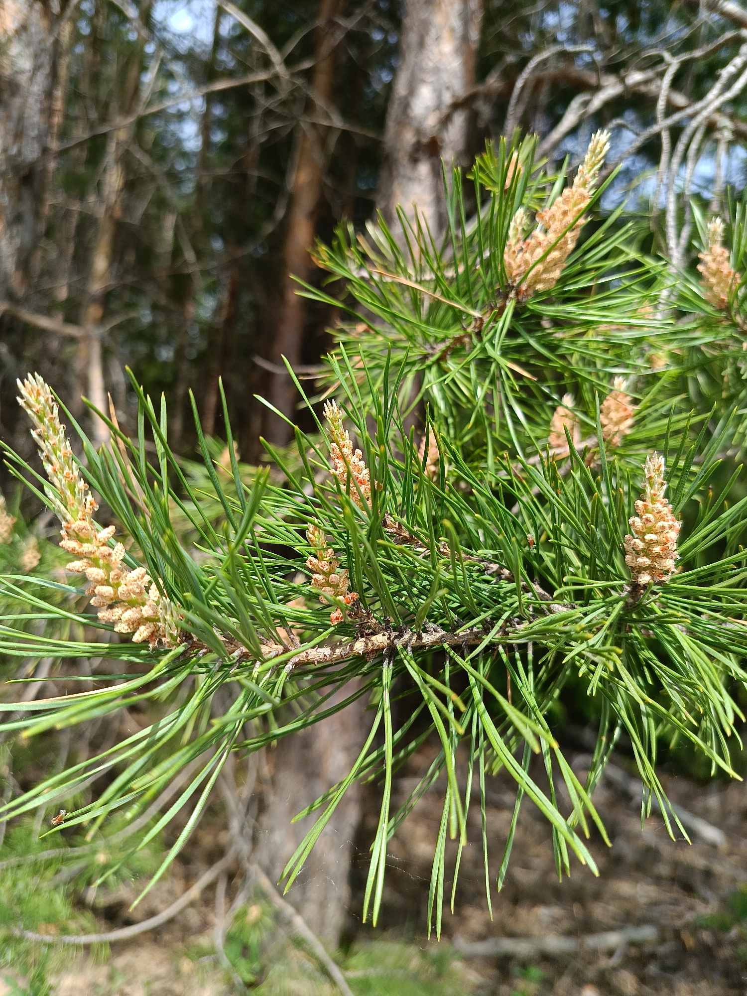 The image depicts a close-up view of a pine tree branch with emerging male cones. The needles are green and slender, arranged in bundles. The male cones are small, yellowish-brown, and elongated, clustered along the branch. The background shows a blurred forest setting with other trees and greenery. The image was taken outdoors in the city of Chaikovsky, Russia.