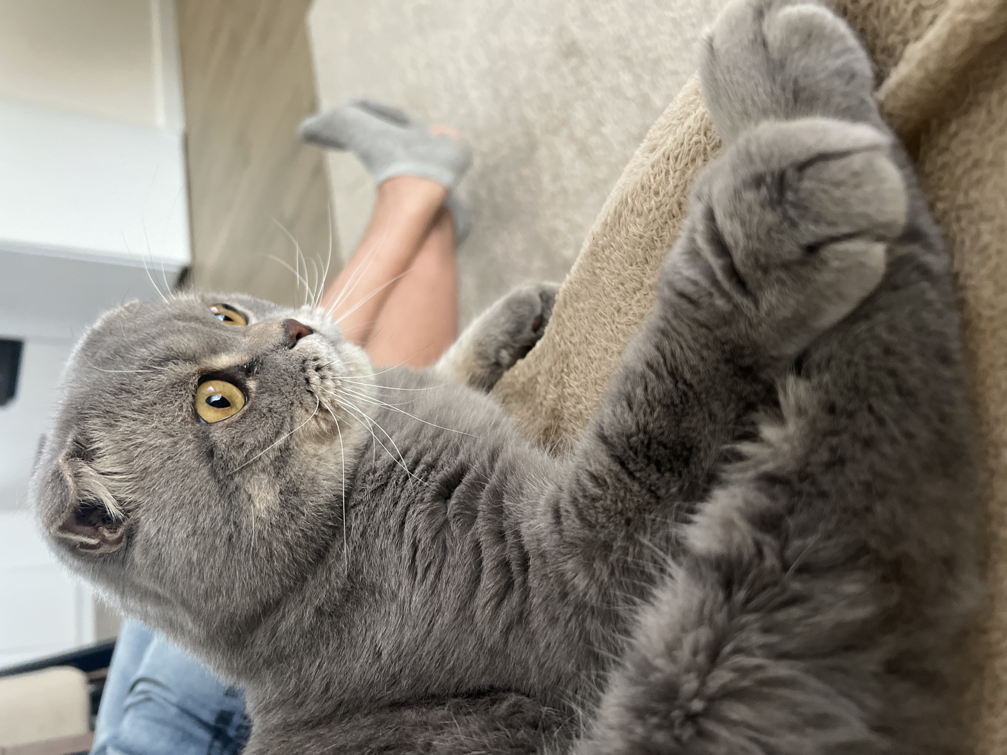 A Scottish Fold cat with gray fur and yellow eyes is lying on a textured blanket. The cat is in the foreground, with its head turned to the right, looking off-camera. In the background, a person's legs, wearing gray socks, are visible, and they appear to be sitting on a rug. The environment seems to be indoors, possibly a living room, with a wooden floor visible. The scene is brightly lit, suggesting daytime. There is no discernible connection to the city of Votkinsk, Russia.
