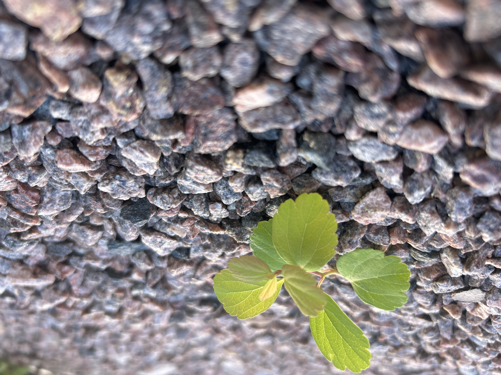 The image features a small, vibrant green plant with multiple leaves emerging from a bed of coarse, gravelly material. The gravel is composed of various shades of grey, brown, and pinkish rocks, creating a textured, natural ground cover. The plant is in sharp focus, showcasing its delicate veins and soft, rounded leaves, with one set of leaves just beginning to unfurl. The background, consisting of more gravel, is progressively blurred, suggesting a shallow depth of field and drawing attention to the new growth. The lighting appears to be natural daylight, possibly late afternoon or early morning given the softness of the shadows. The scene evokes a sense of resilience and new beginnings, with the small plant thriving amidst the rough terrain. The location is identified as Kaluga, Russia. There is no visible text in the image.
