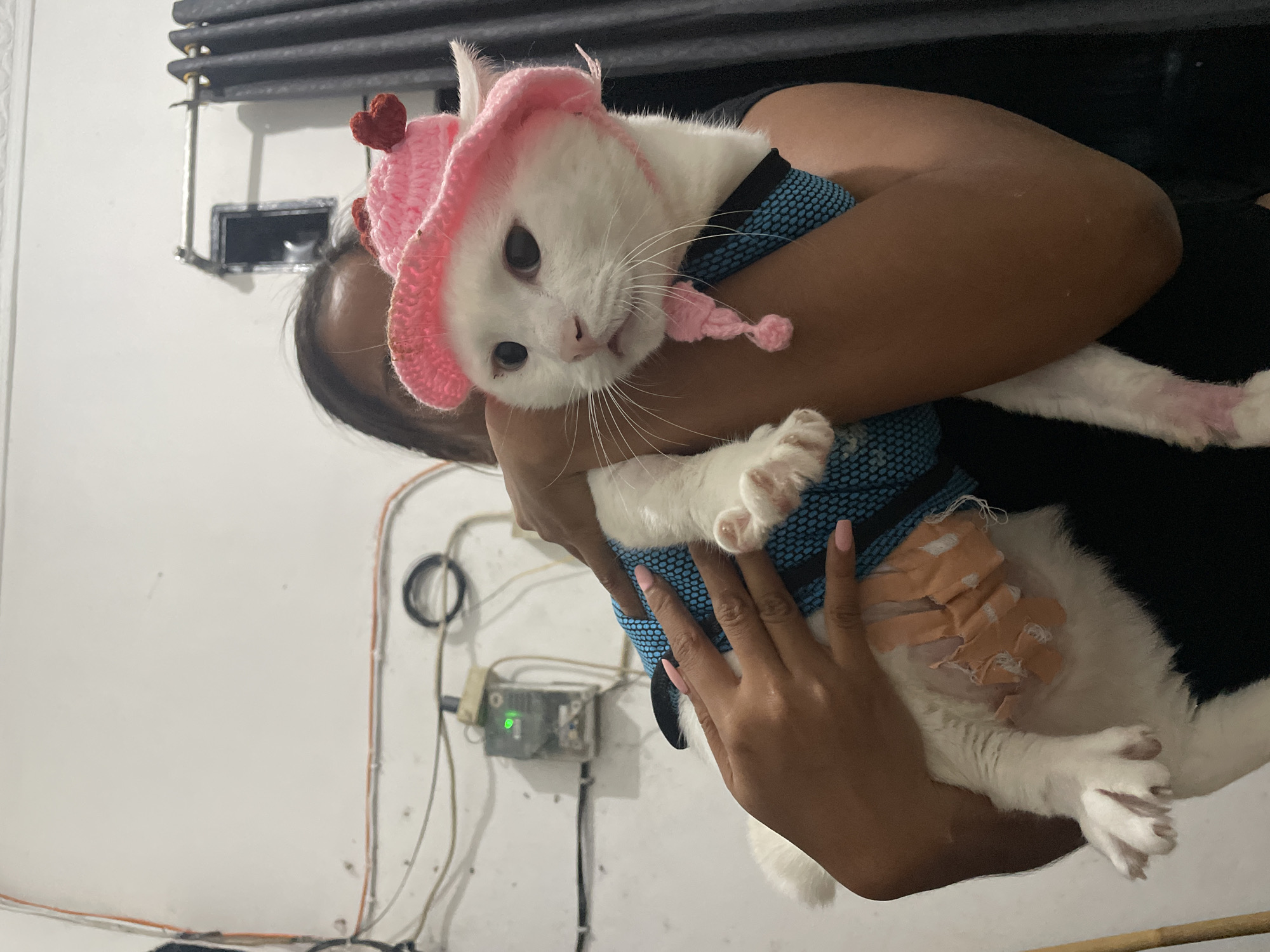 A woman is holding a white cat in her arms. The cat is wearing a pink knitted hat with small, red hearts. The cat is also wearing a blue harness. The cat's abdomen is visible and has several bandages on it. The woman is wearing a black shirt. The background is a plain white wall with electrical wiring and a box with a green light. The scene is taking place indoors, potentially in the city of North Jakarta, Indonesia.