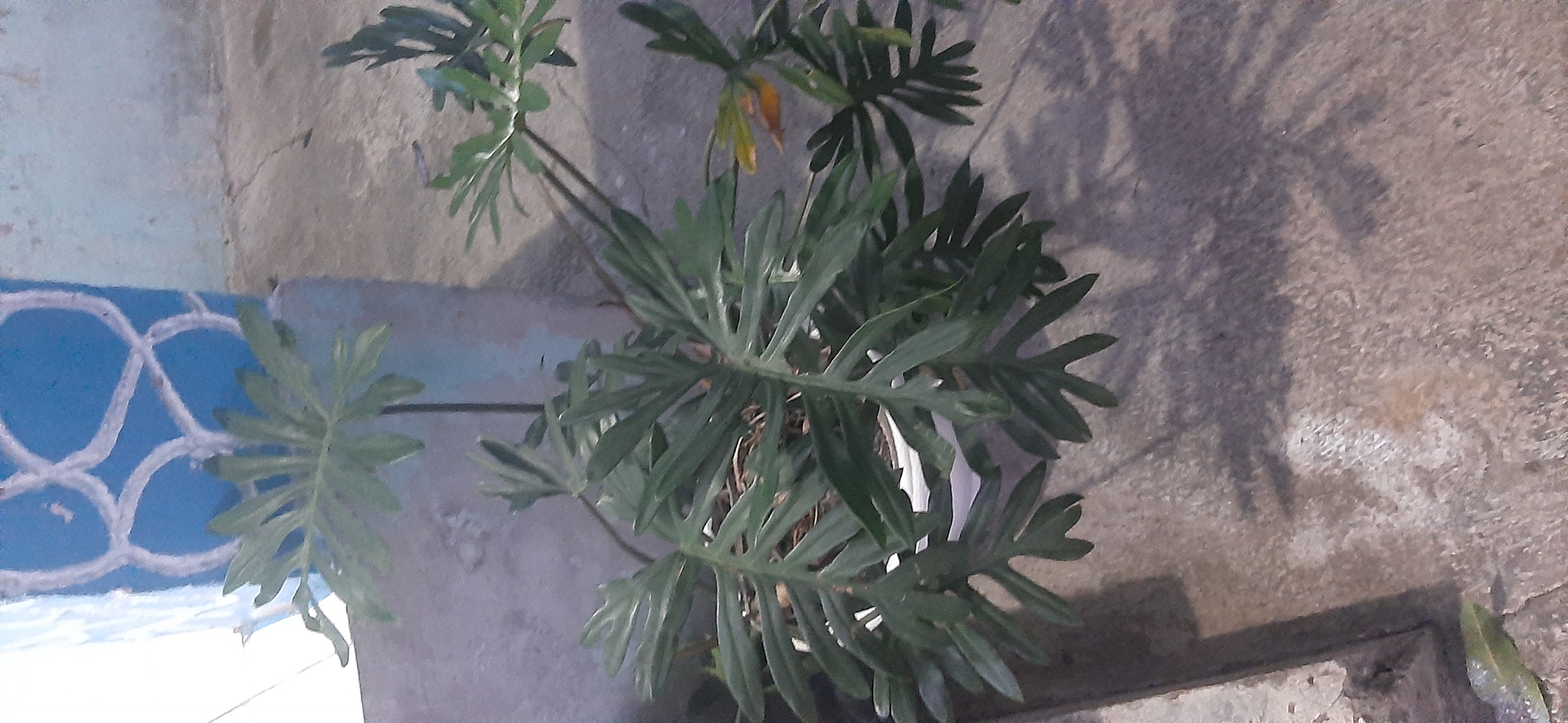 The image shows a potted philodendron bipinnatifidum plant with deeply lobed, green leaves. The plant is situated on a textured, concrete surface, possibly a sidewalk or patio, next to a blue and white decorative pillar. The background consists of a light-colored wall with some peeling paint. Shadows of the plant are cast on the ground. The scene appears to be outdoors in an urban environment. There is no indication of the city of Jambi, Indonesia in the image itself.