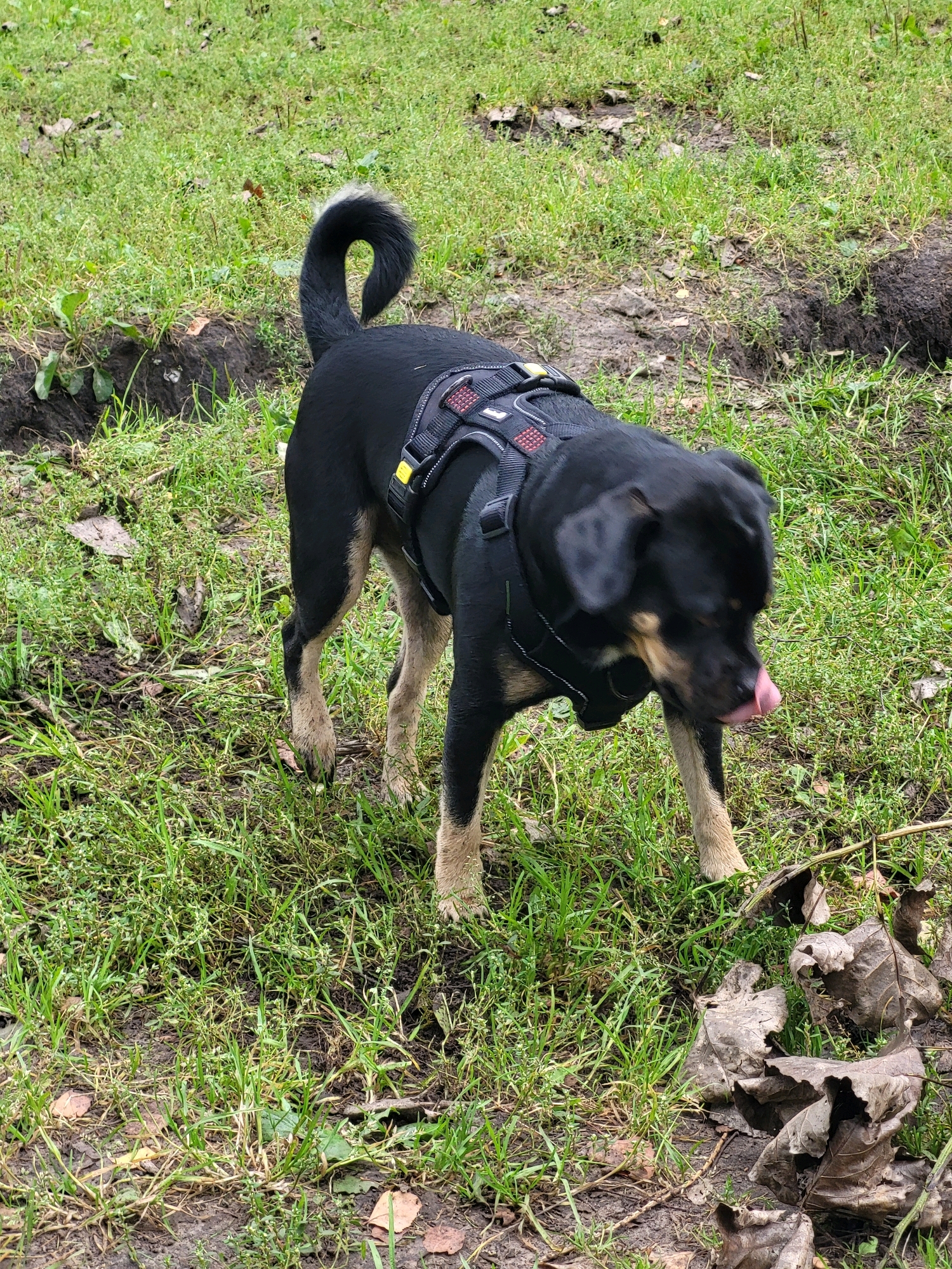A medium-sized dog, primarily black with tan markings on its legs and face, stands on a patch of muddy ground covered in green grass and dry leaves. The dog is wearing a black harness with red accents and yellow adjusters. Its tail is curled upwards, and its tongue is visible, lapping at something. The background consists of more grass and muddy patches, suggesting an outdoor, possibly park-like setting in Jelgava, Latvia. The lighting indicates it is daytime, likely overcast. There are no other discernible subjects or objects of note in the image.