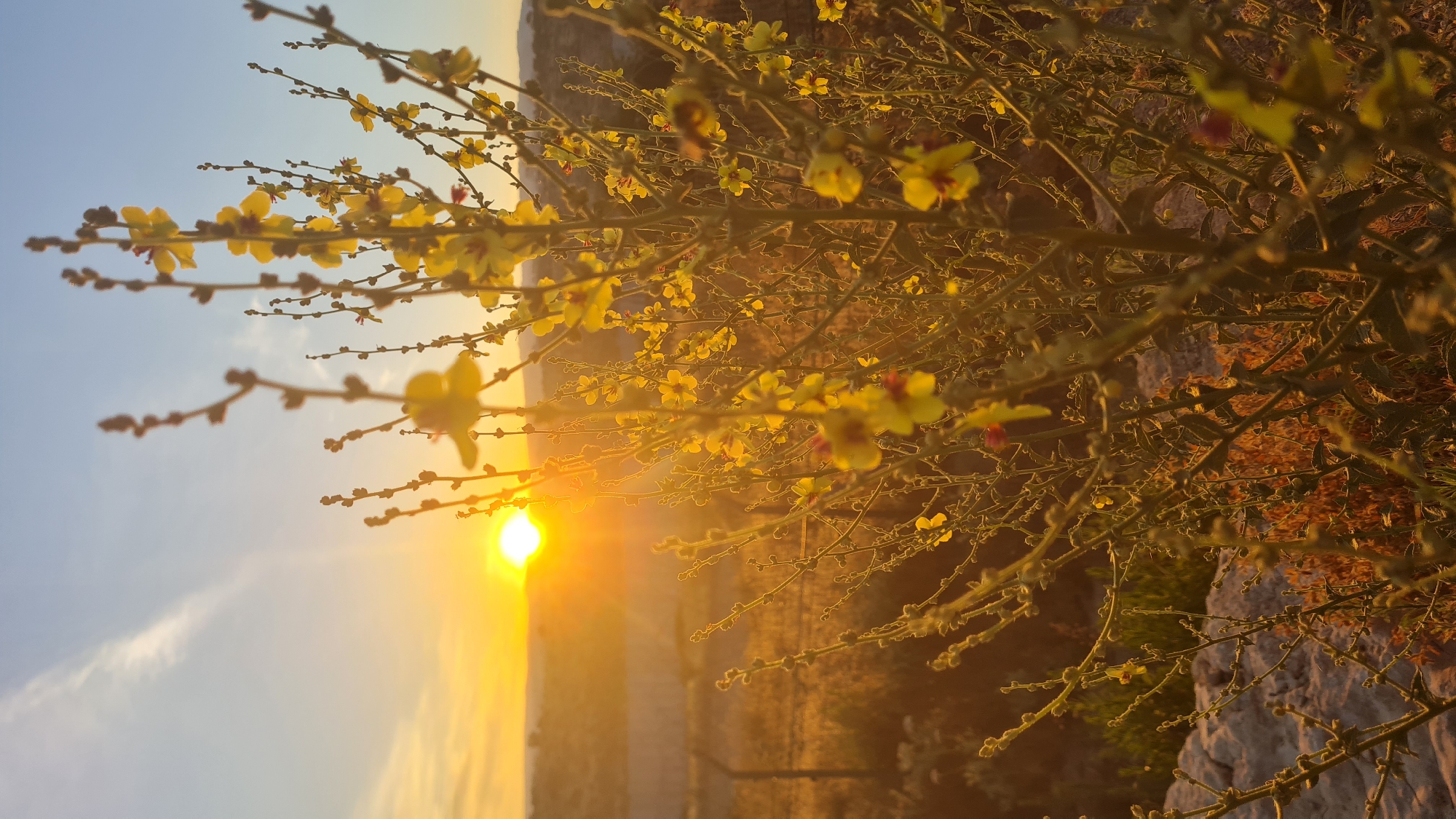The image depicts a sunset viewed through flowering branches, possibly Retama raetam. The location is likely in the Lachish Regional Council, Israel, given the provided context. The sun is setting, casting a golden glow over the landscape, partially obscured by the flora in the foreground. A stone structure is also visible, suggestive of a wall or similar construction. The sky transitions from a pale blue to the golden hues of sunset. The branches feature small, yellow flowers.