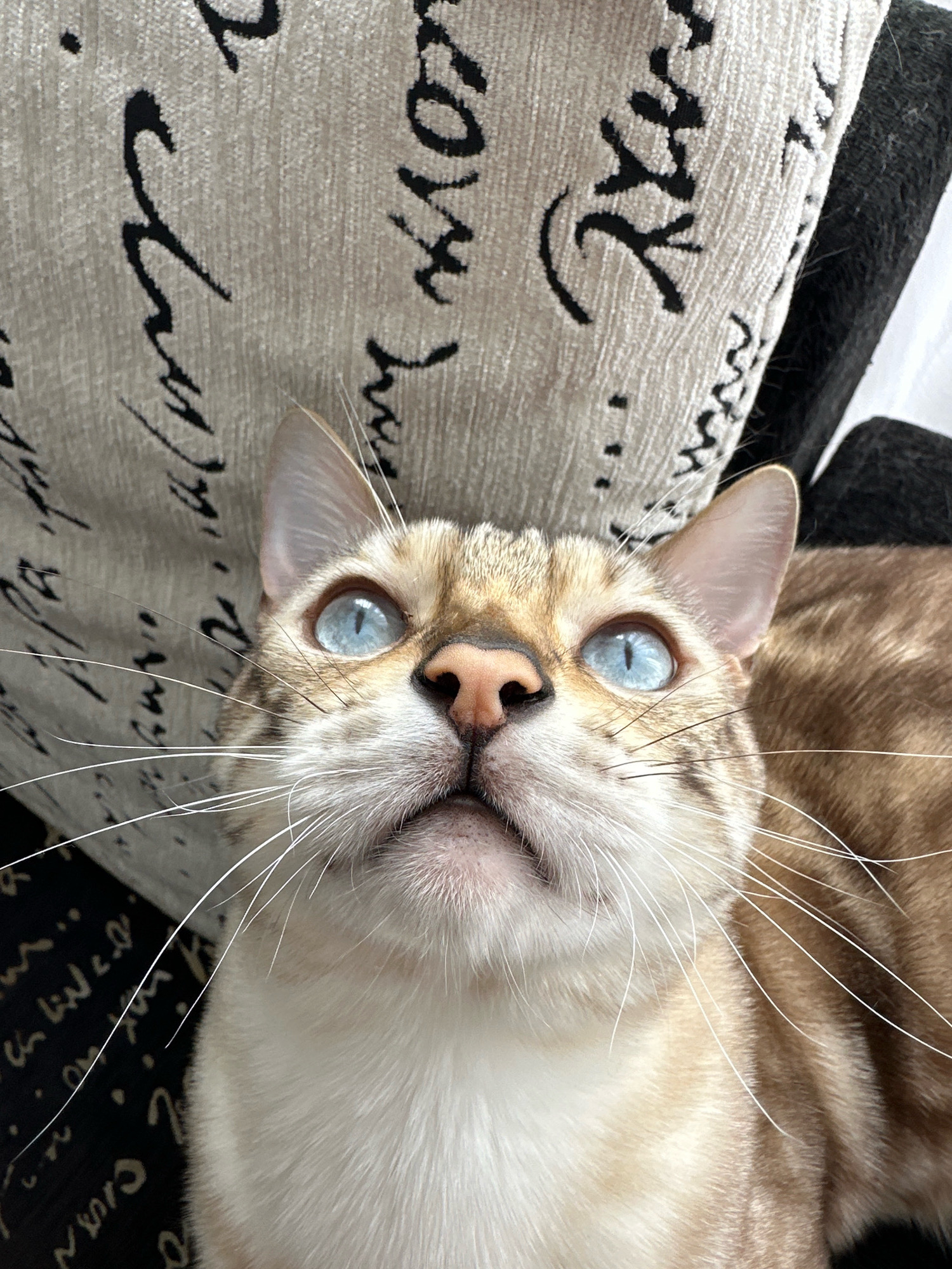 A close-up, eye-level shot shows a Bengal cat with striking blue eyes and light brown tabby markings. The cat is looking directly up at the camera, its head filling most of the frame. Its long, white whiskers fan out prominently. The background consists of a textured fabric with a repeating pattern of black script. There is no discernible location in the city of Energetik, Russia.