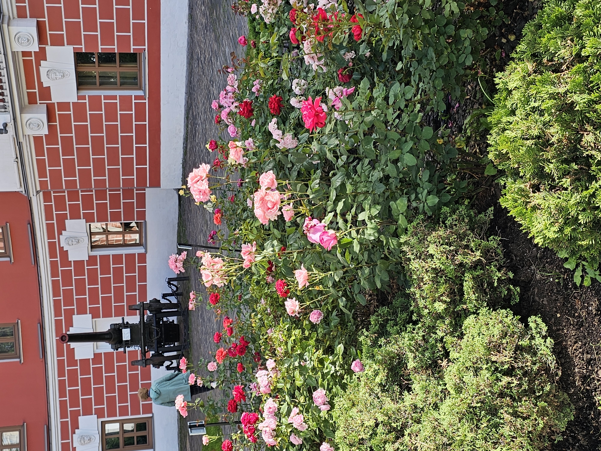 This image captures a view of the Kolomenskoye Museum-Reserve in Moscow, Russia. In the foreground, a vibrant rose garden is in full bloom, featuring a variety of pink and red roses. To the left and bottom of the frame, manicured green bushes provide a contrasting texture and color to the scene. In the middle ground, a dark-colored cannon on a wheeled carriage is positioned against a red brick building with white trim. The building has several windows with dark frames and decorative architectural elements above them. A person wearing a light blue jacket and dark pants is walking away from the viewer towards the cannon and building. The ground is paved with cobblestones. The overall impression is a historical and botanical garden setting bathed in natural light, suggesting a pleasant outdoor atmosphere.
