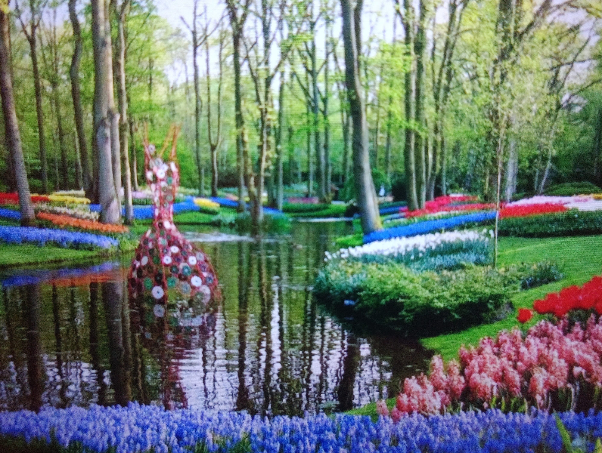A vibrant spring landscape is depicted, featuring a canal or pond surrounded by lush greenery and a dense forest of trees. The water reflects the trees and the sky, creating a serene atmosphere. Along the banks of the water, meticulously arranged beds of colorful flowers—including blue, red, pink, and white tulips, as well as clusters of purple hyacinths—add a stunning visual appeal.
In the foreground, to the left, a unique art installation resembling a stylized figure or sculpture, made from what appears to be layered circular elements in various colors, stands in the water. The art piece is intricate and eye-catching, adding an artistic dimension to the natural beauty of the scene. The overall impression is one of a carefully curated garden or park, likely a tourist attraction due to the artistic element and the vast, well-maintained flower displays. The scene is bathed in natural light, suggesting it was captured on a bright, possibly sunny day.