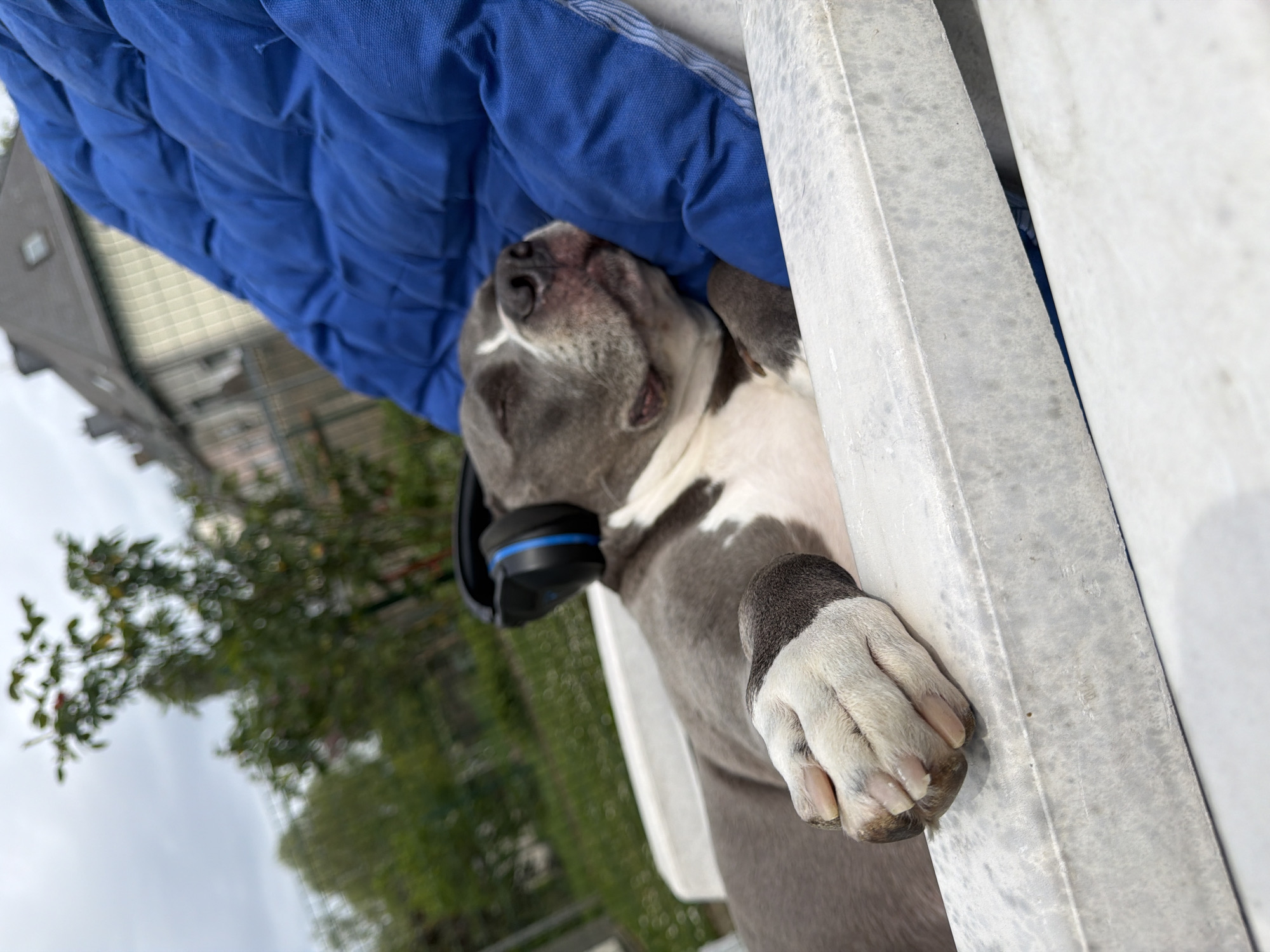 A blue-grey and white pitbull-type dog is lying on its back on a white plastic or resin bench, partially covered by a blue quilted cushion. The dog is wearing black headphones with blue accents. The bench appears to be outside, with green foliage and a building visible in the blurred background. The location is likely in the city of Esch-sur-Alzette, Luxembourg.