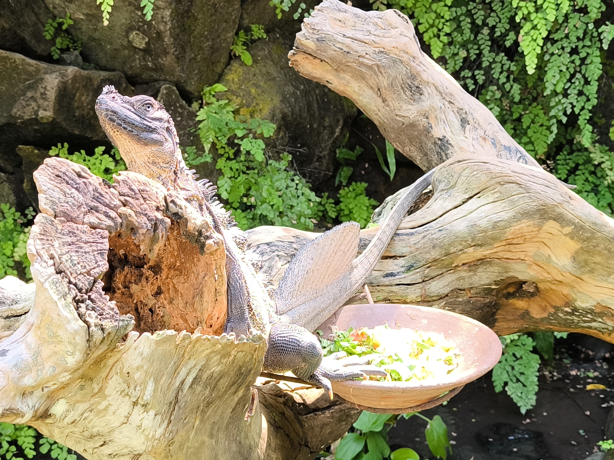 A large, grey-skinned lizard with a prominent crest on its head is perched on a section of a hollowed-out, weathered tree trunk. The lizard is facing left, with its head raised and its eyes open. Its textured scales are visible, particularly on its neck and back. To the right of the lizard, a small, shallow terracotta bowl filled with what appears to be chopped vegetables and possibly some greenery sits on a flat surface. The lizard's tail extends behind it, resting on a thick, light-colored log that runs horizontally across the frame. The background consists of large, grey rocks interspersed with lush green ferns and foliage, creating a natural, somewhat humid environment. This scene is located in Sukawati, Indonesia, likely within a zoo or sanctuary.